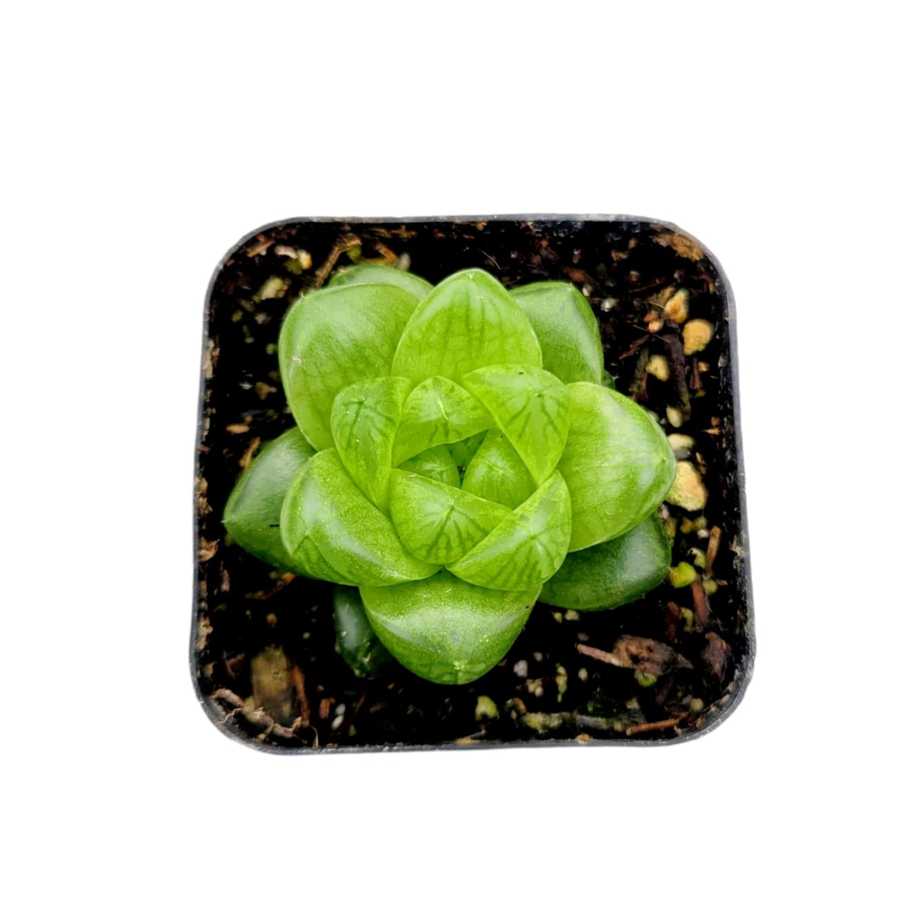 Haworthia Obtusa Hybrid Succulent Plant - 2 Inch Live Indoor Succulent for Home, Office Desk Decor | Low Maintenance Houseplant for Beginners, Gift Idea for Plant Lovers