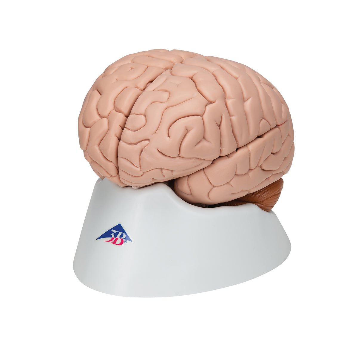 8-Part Human Brain Anatomy Model - Detailed Educational Tool for Medical Students & Science Classrooms | Perfect for Study, Teaching & Neuroscience Research