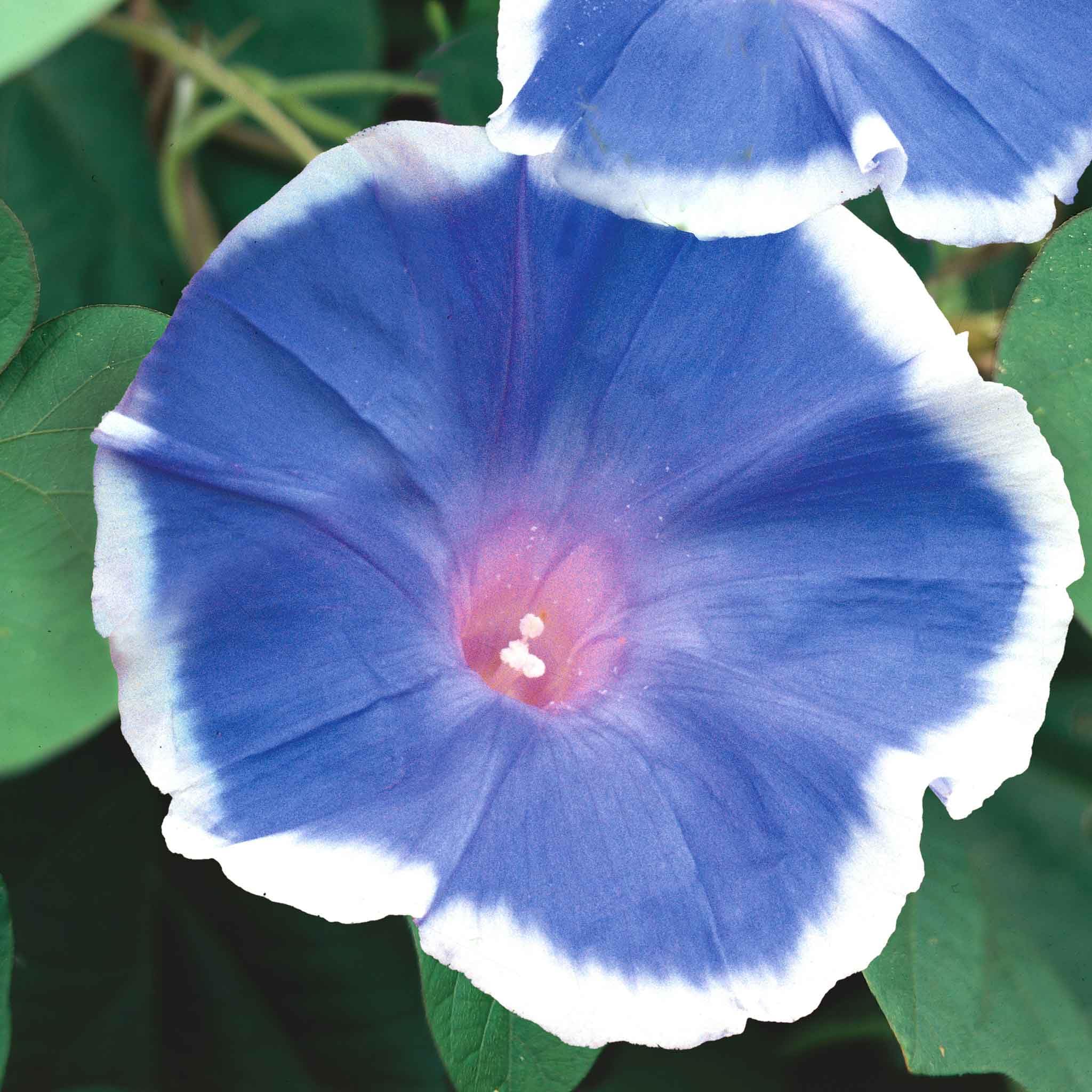Eden Brothers Blue Picotee Morning Glory Seeds - Non-GMO Flower Seeds for Planting, 1 oz | Low-Maintenance, Fast-Growing Annual Vine | Perfect for Spring Planting in USDA Zones 1-10 | Great for Trellises, Fences & Garden Borders