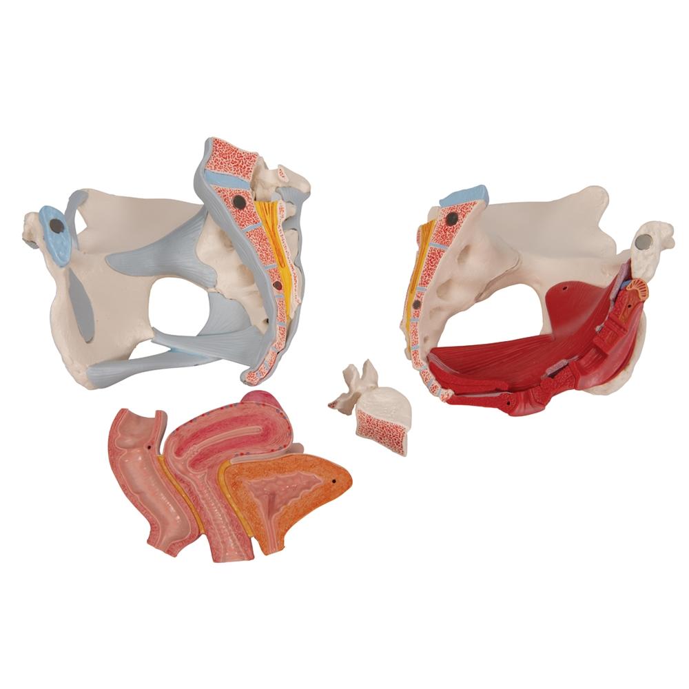 Female Pelvis Model with Ligaments, Muscles & Organs - Anatomical Study Tool for Medical Students, Doctors & Physical Therapists
