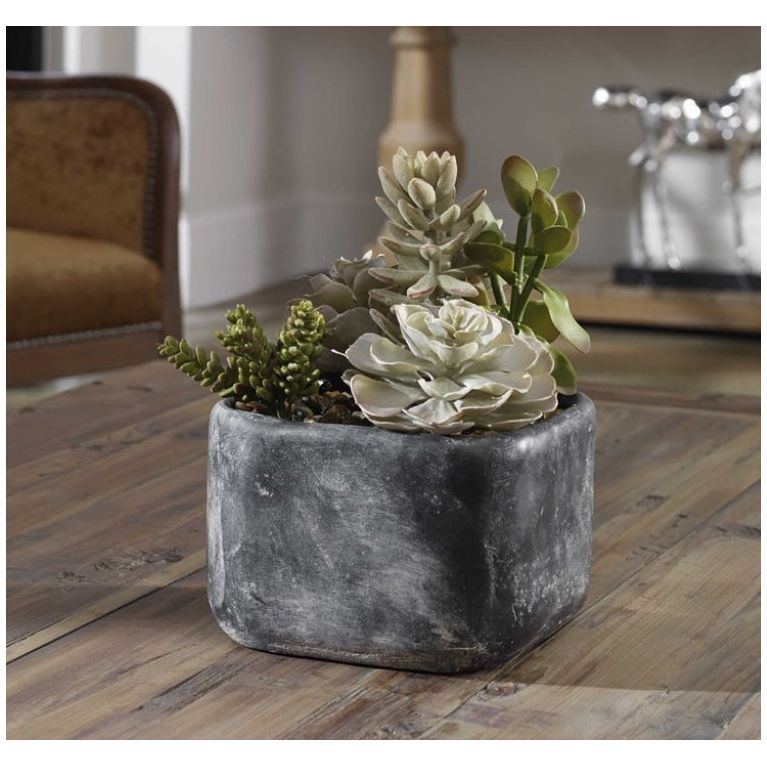 Verdi Succulents - Low Maintenance Live Succulent Plants for Home & Office Decor | Perfect for Indoor Gardening, Wedding Centerpieces & Gift Ideas
