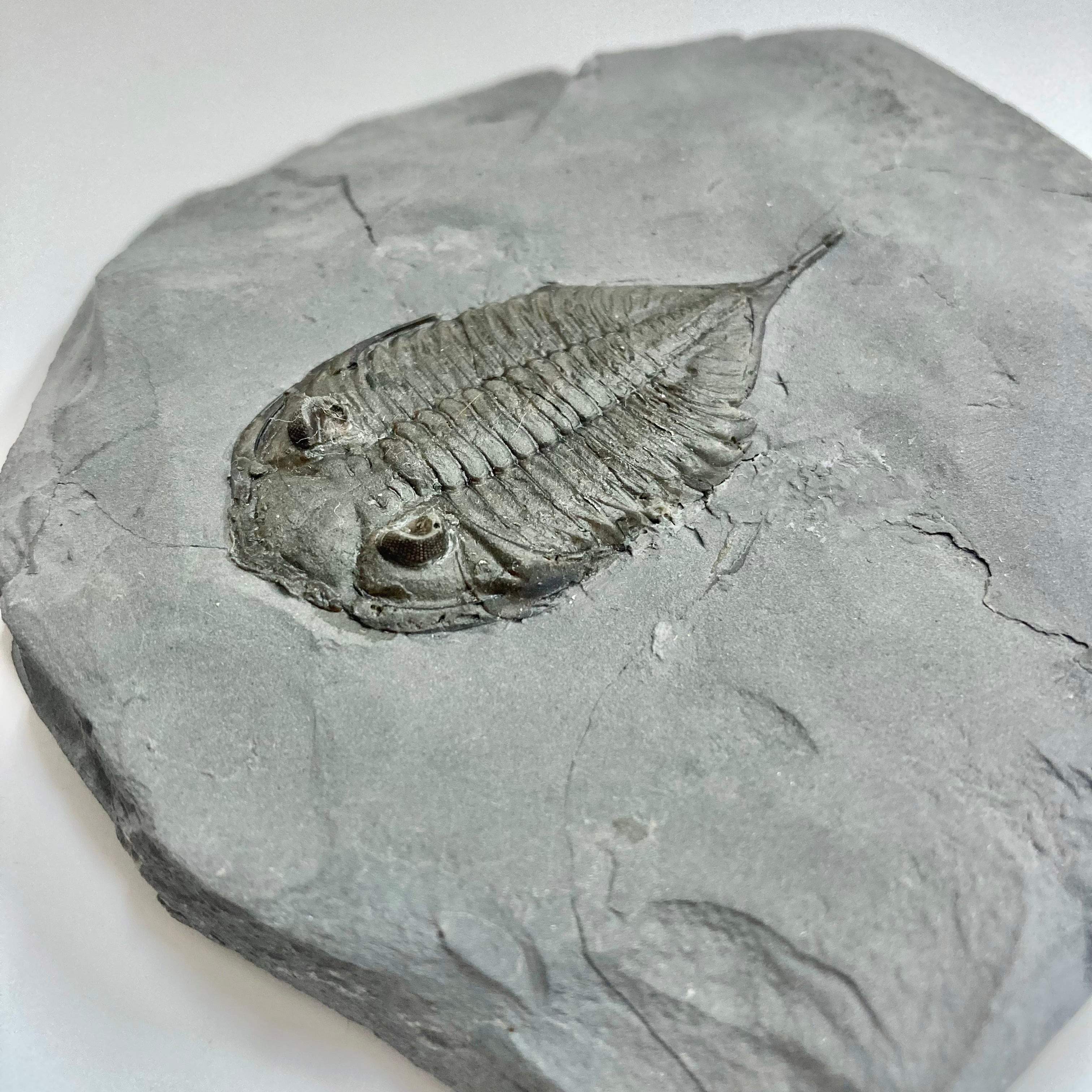 Authentic Dalmanites Limulurus Trilobite Fossil - Rare Paleozoic Era Specimen for Collectors & Science Enthusiasts | Perfect for Home Decor, Education & Gift Giving
