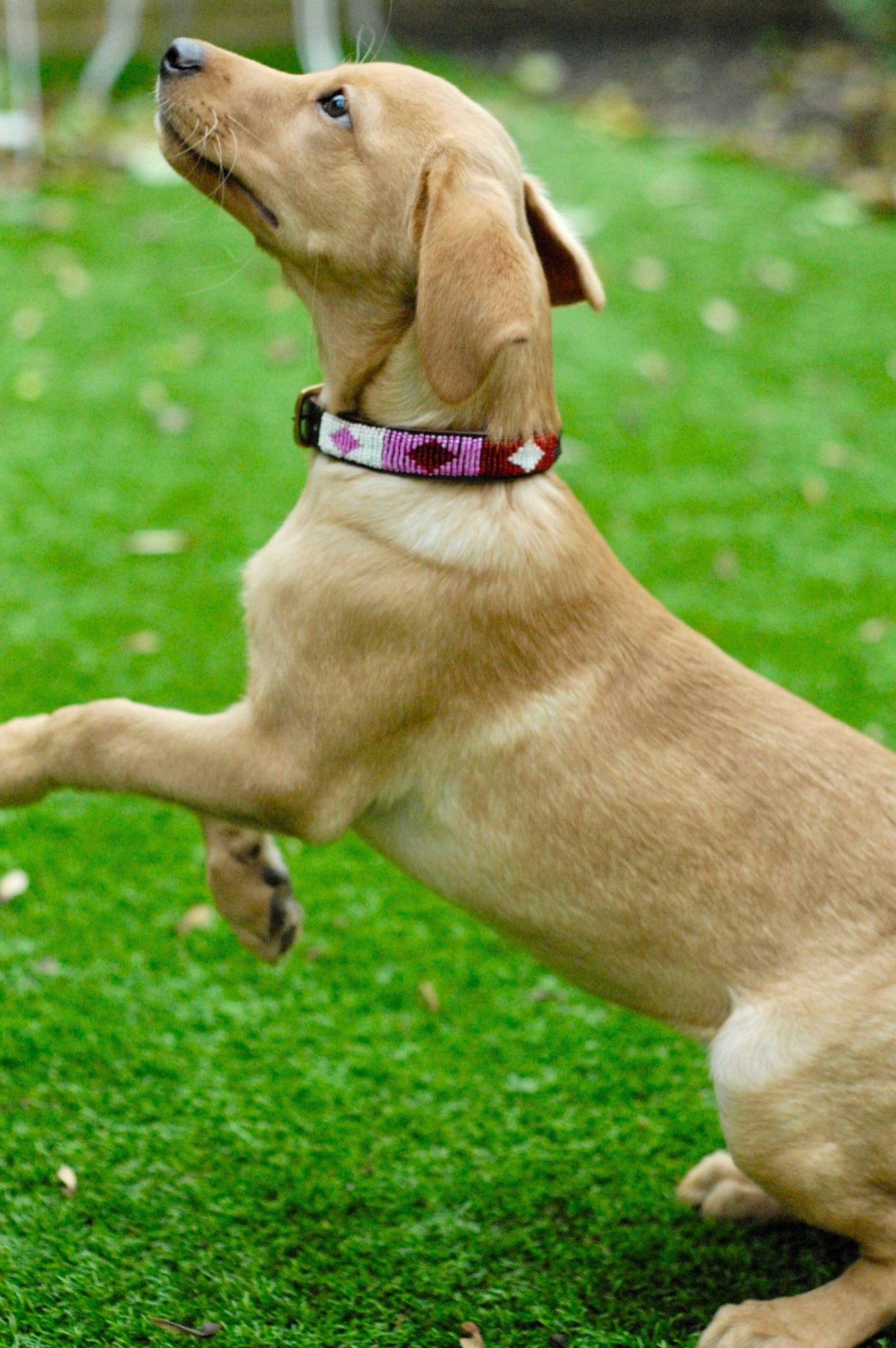 Sparkling Diamond Pink Dog Collar - Adjustable & Stylish Pet Collar for Small to Medium Dogs - Perfect for Daily Walks, Training, and Fashion Accessories