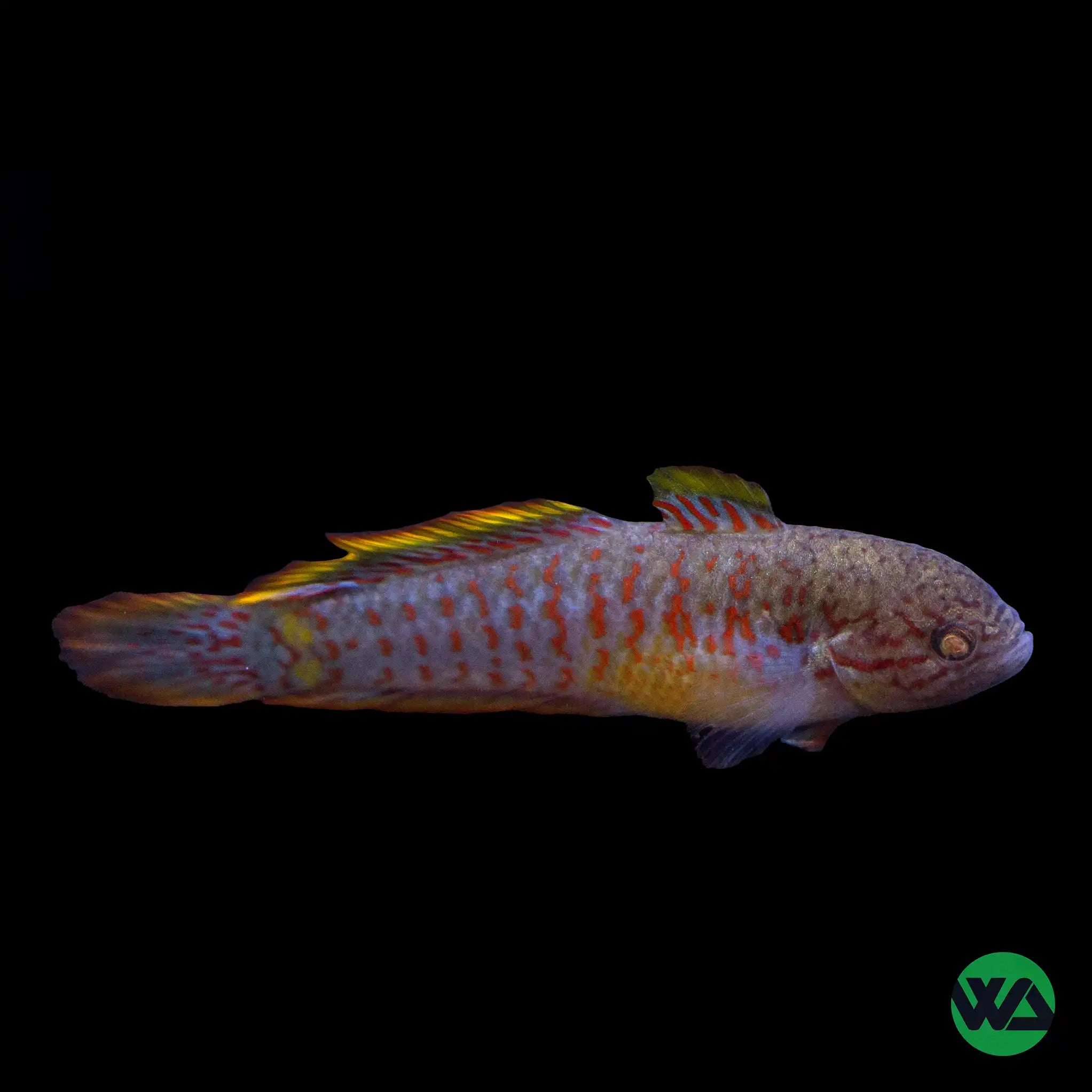 Peacock Gudgeon Fish (Tateurndina ocellicauda) - Colorful Freshwater Aquarium Fish for Community Tanks & Nano Aquascapes