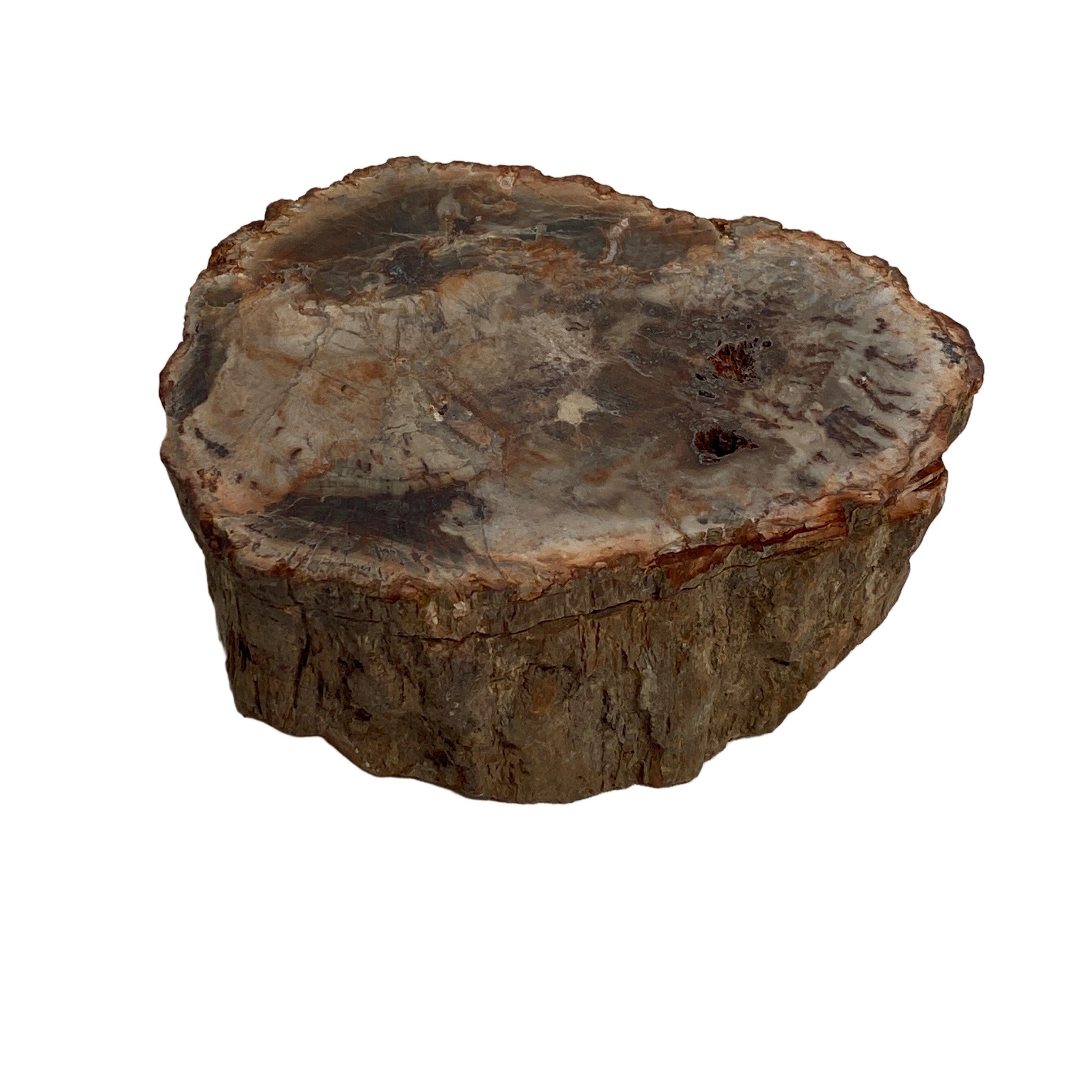 Natural Petrified Wood Slab - Semi-Polished PTW 07 for Home Decor & Mineral Collection | Perfect for Coffee Tables, Wall Art, and Geology Displays
