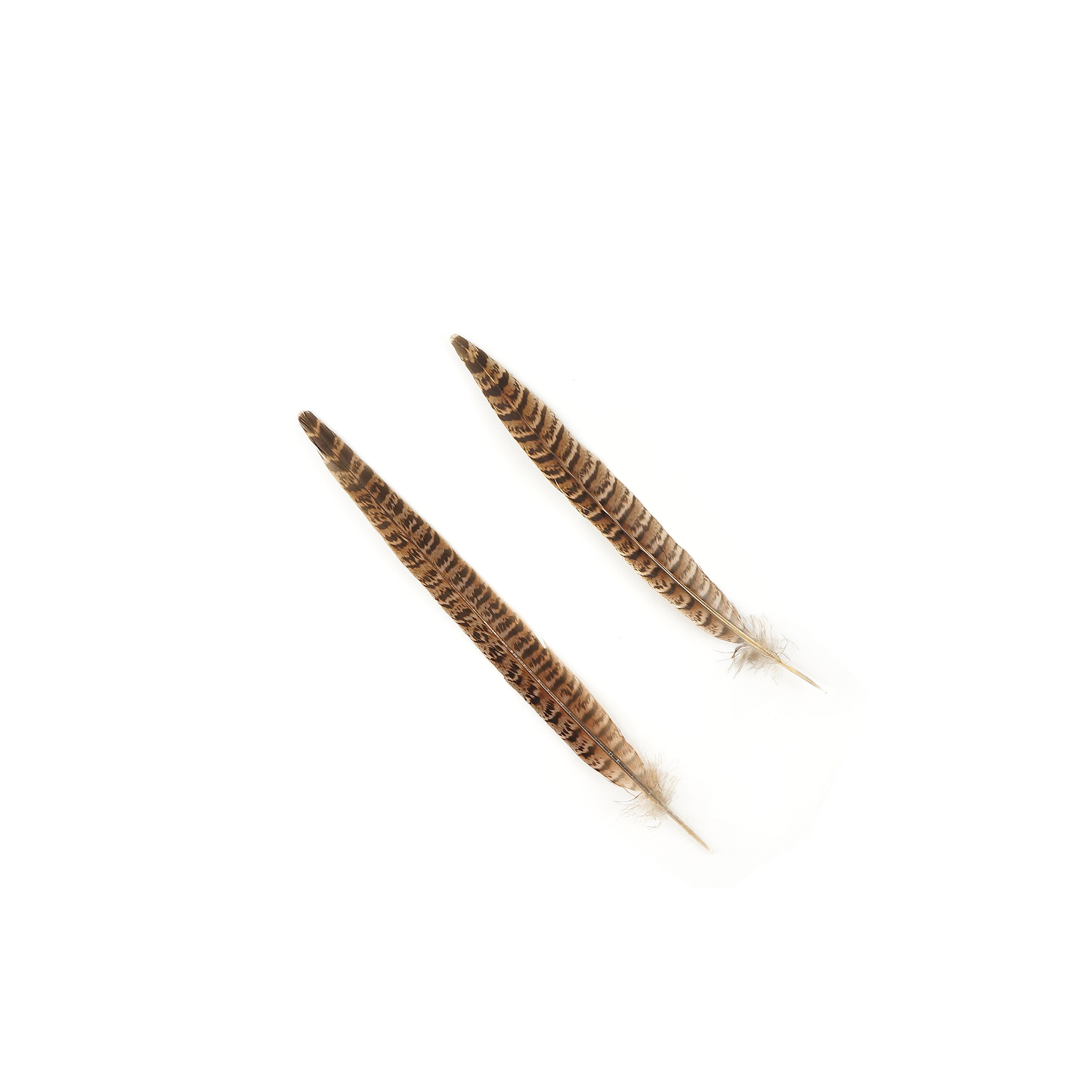 ZUCKER™ Natural Female Ringneck Pheasant Tail Feathers 8-10 Inch - for Fly Tying, Crafts, Jewelry Making & Home Decor
