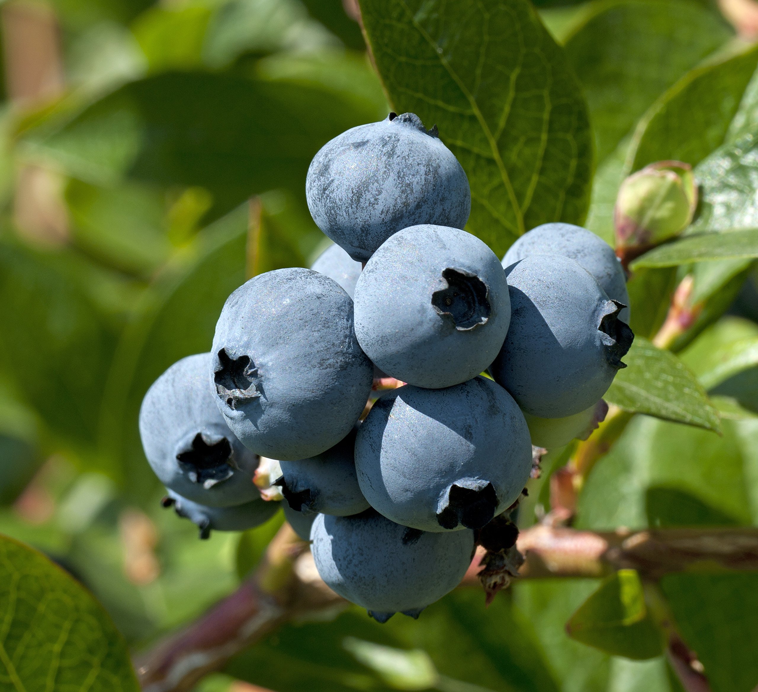 Blueberry Plants - 5 Live Plants in 6 Inch Growers Pots - Healthy Fruit Bearing Bushes for Patio, Garden & Homegrown Berries - Perfect for Fresh Eating, Baking & Landscaping