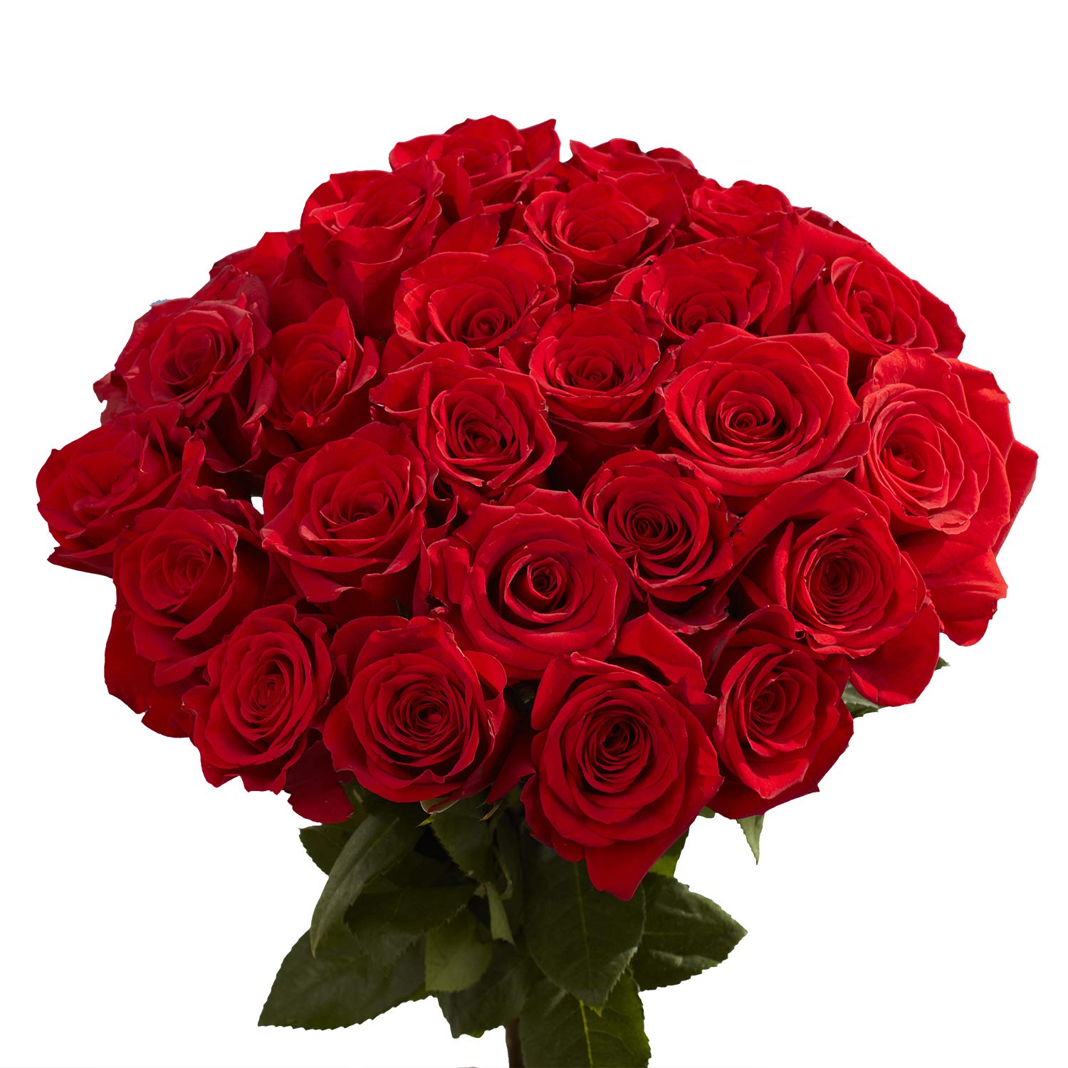 Fresh Cut Red Rose Stem - Premium Quality Long-Lasting Roses for Bouquets, Weddings & Romantic Gifts | GlobalRose