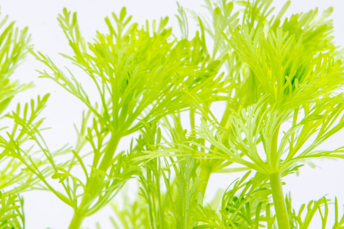 Limnophila Heterophylla Aquatic Plant for Freshwater Aquariums - Perfect for Fish Tanks, Aquascaping & Natural Aquarium Decor