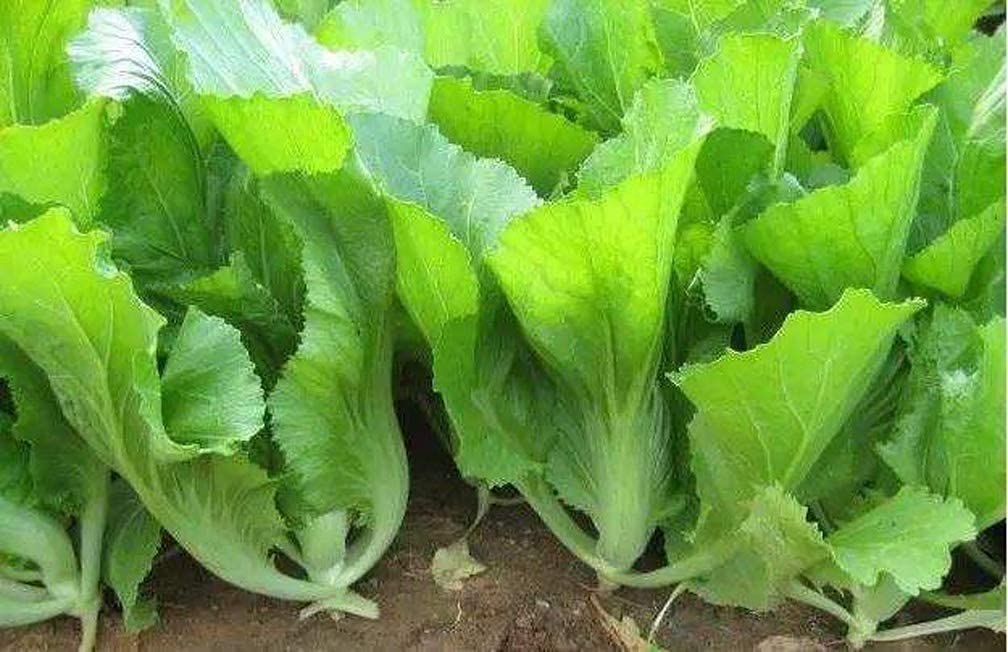 SAVOIR 100pcs Southern Giant Heirloom Mustard Greens Seeds - Non-GMO Vegetable Seeds for Home Gardening, Organic Planting & Fresh Salads