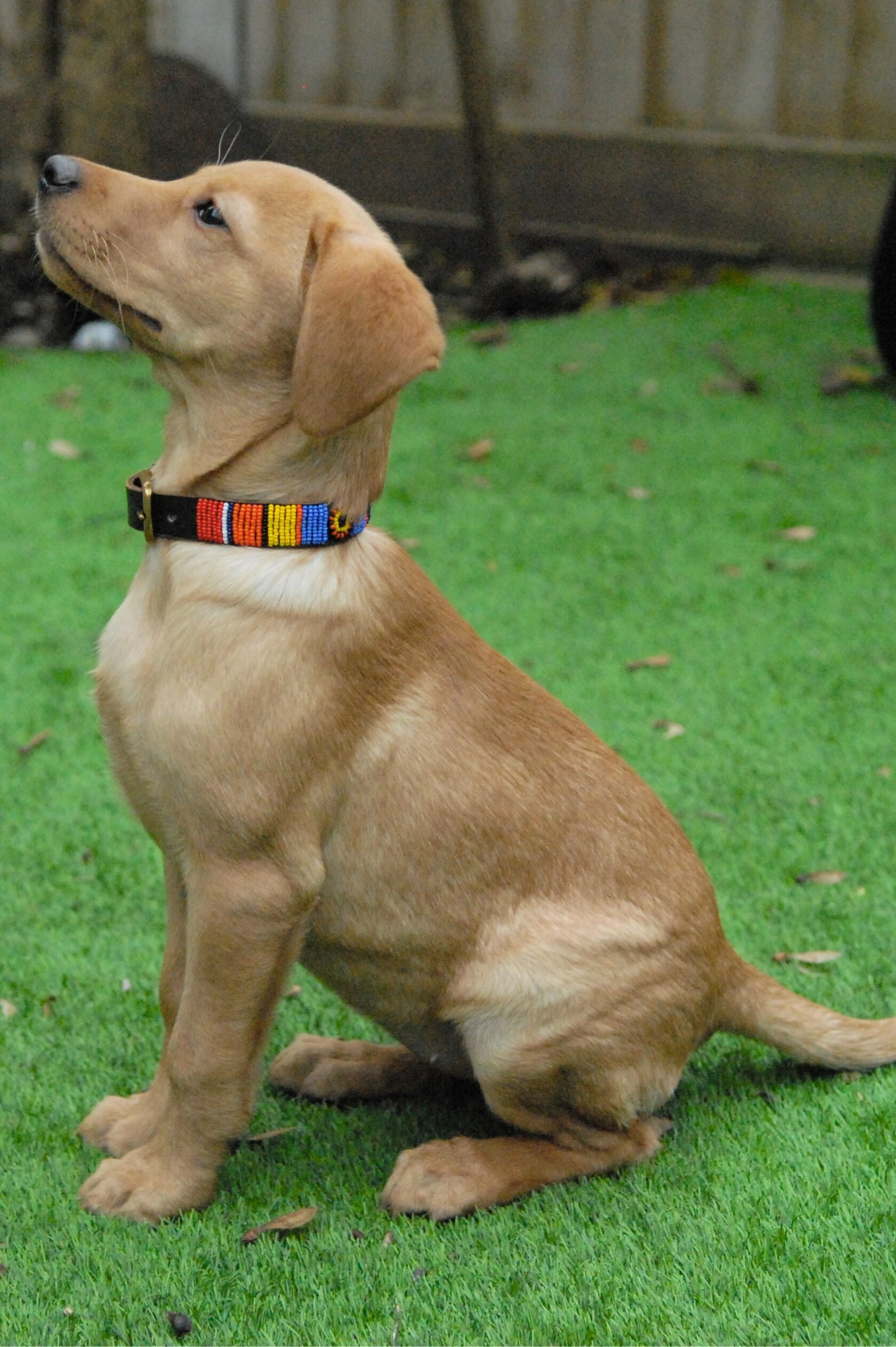 Premium Dog Collar with Maasai Multi-Color Design - Durable & Adjustable Pet Collar for Small, Medium & Large Dogs - Perfect for Walks, Training & Outdoor Adventures
