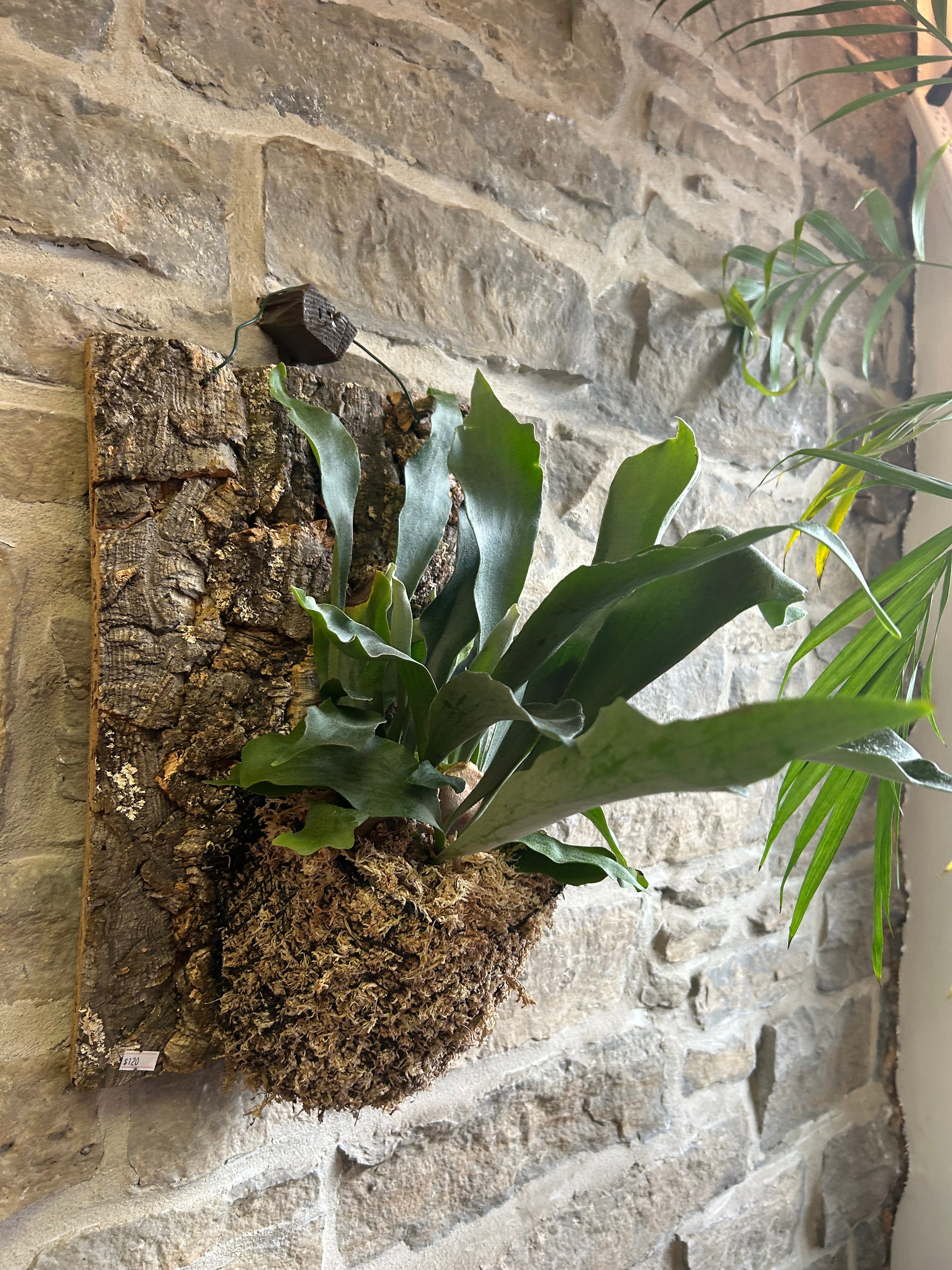 Tropical Wall Hanging Planter - Handmade Macrame Plant Hanger for Indoor/Outdoor Plants - Perfect for Home Decor, Balcony & Garden Use