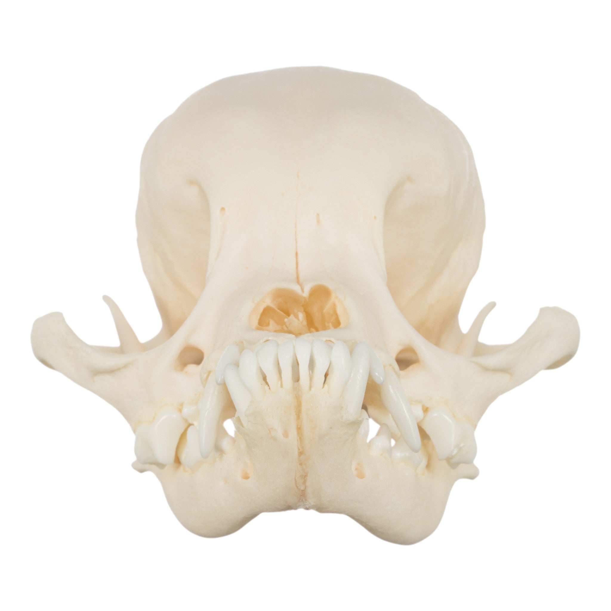 Authentic Japanese Chin Dog Skull Replica - Realistic Canine Anatomy Model for Veterinary Study, Taxidermy & Halloween Decor