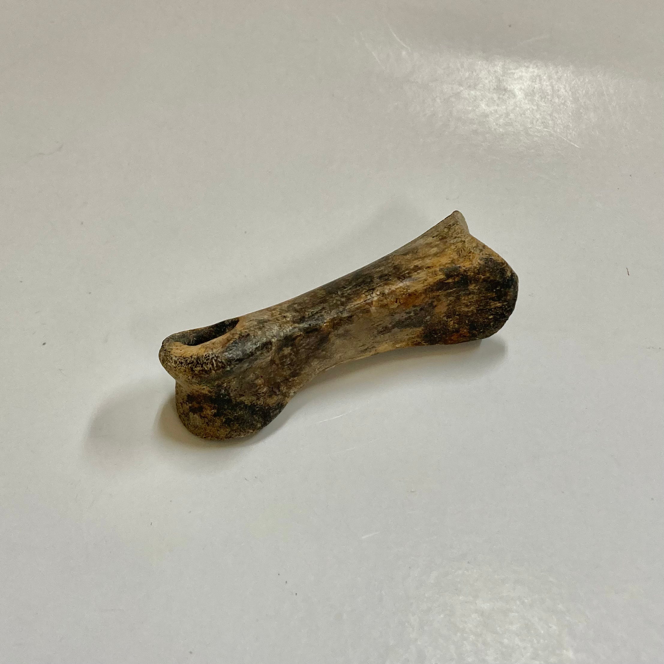 **Struthiomimus Dinosaur Metatarsal Toe Bone Fossil - Authentic Prehistoric Relic for Collectors, Museums & Educational Displays**