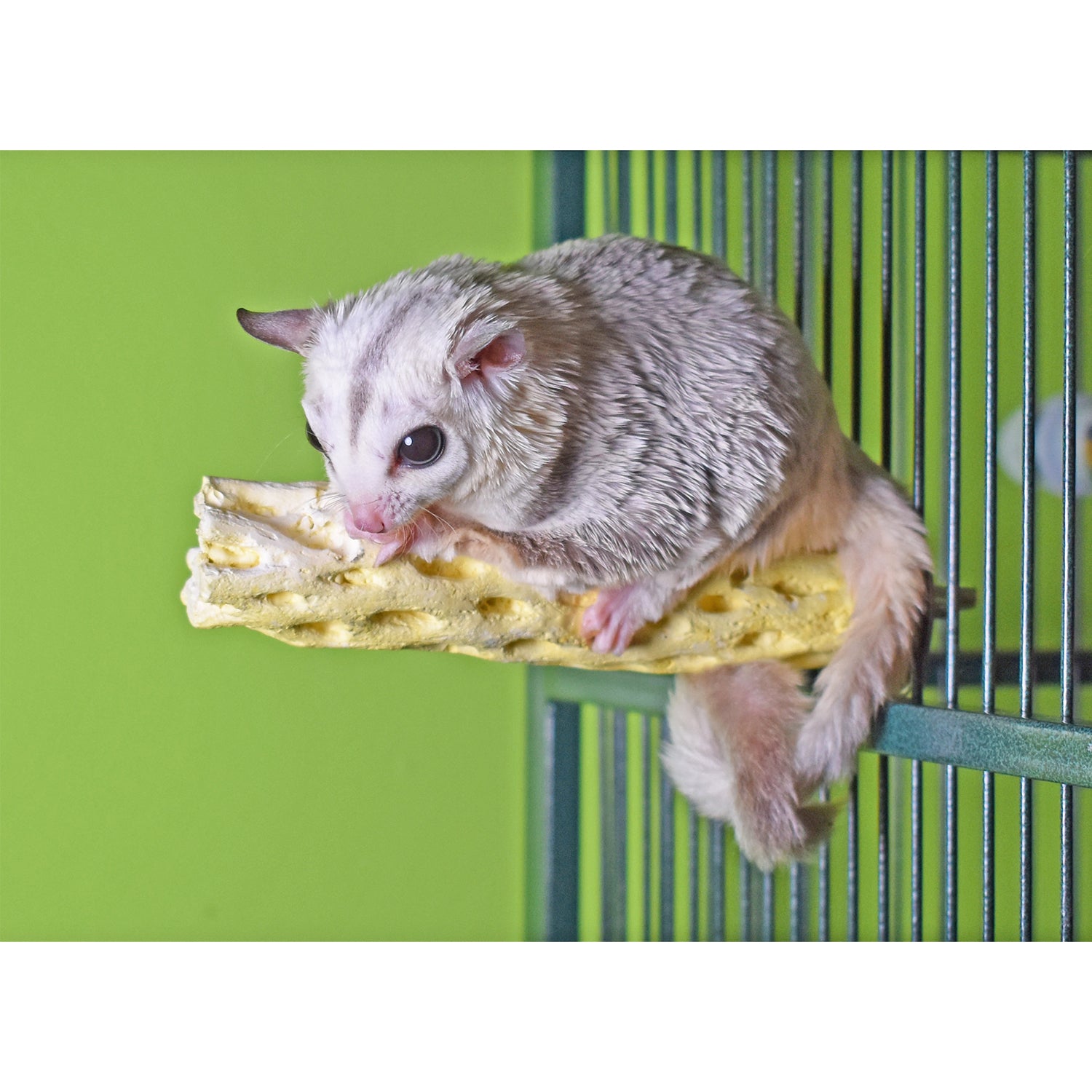 Natural Mineral Perch for Birds - Calcium & Vitamin Enriched Perch for Parrots, Finches & Canaries - Perfect for Bird Cages, Aviaries & Pet Play Gyms