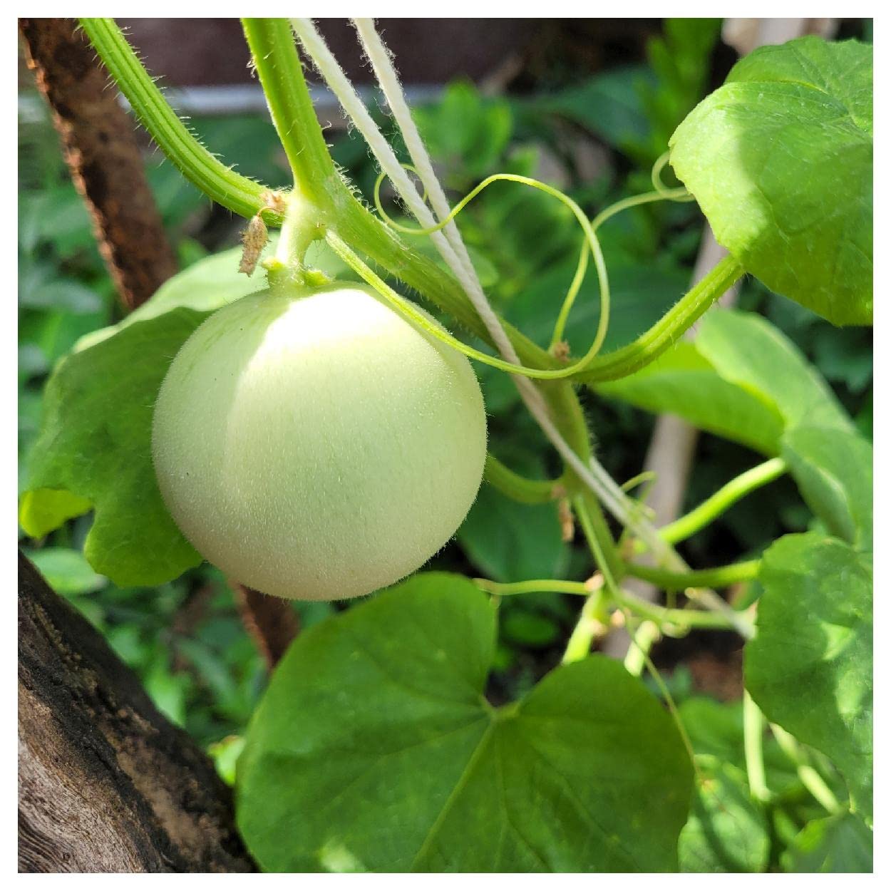 Organic Honey Dew Green Flesh Melon Seeds - 1 Oz Gold Vault Packet - Non-GMO Heirloom Seeds for Home Gardening, Fresh Eating & Canning - Perfect for Backyard Gardens, Urban Farming & Sustainable Living