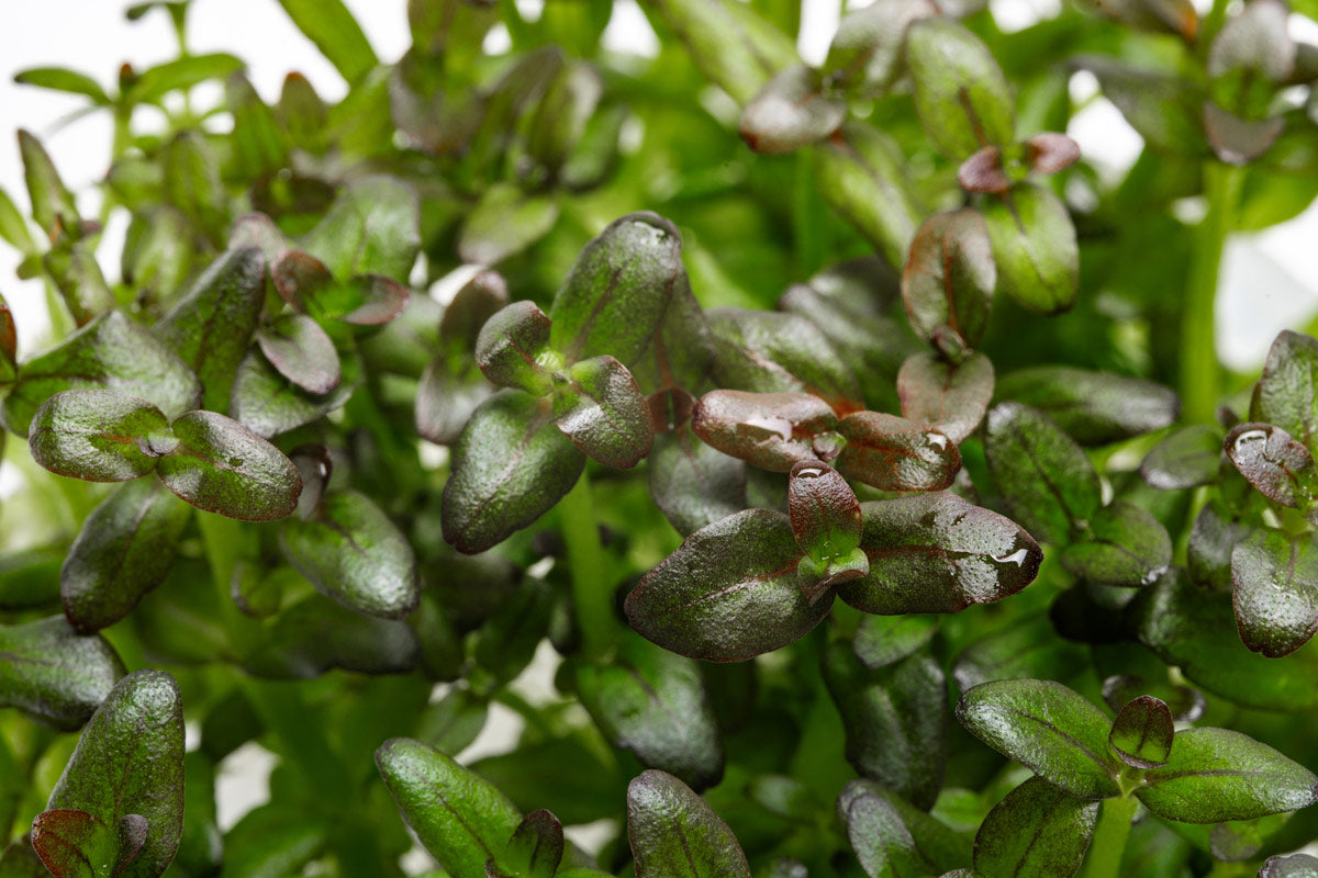 Bacopa Salzmannii Purple Aquatic Plant for Aquariums & Fish Tanks – Live Freshwater Plant for Aquatic Gardens, Ponds, and Terrariums
