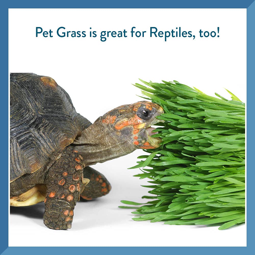Organic Pet Greens Self-Grow Cat Grass Kit - Fresh Wheatgrass for Indoor Cats & Dogs - Healthy Digestive Aid & Natural Hairball Relief - Perfect for Window Sills, Pet Play Areas & Home Decor