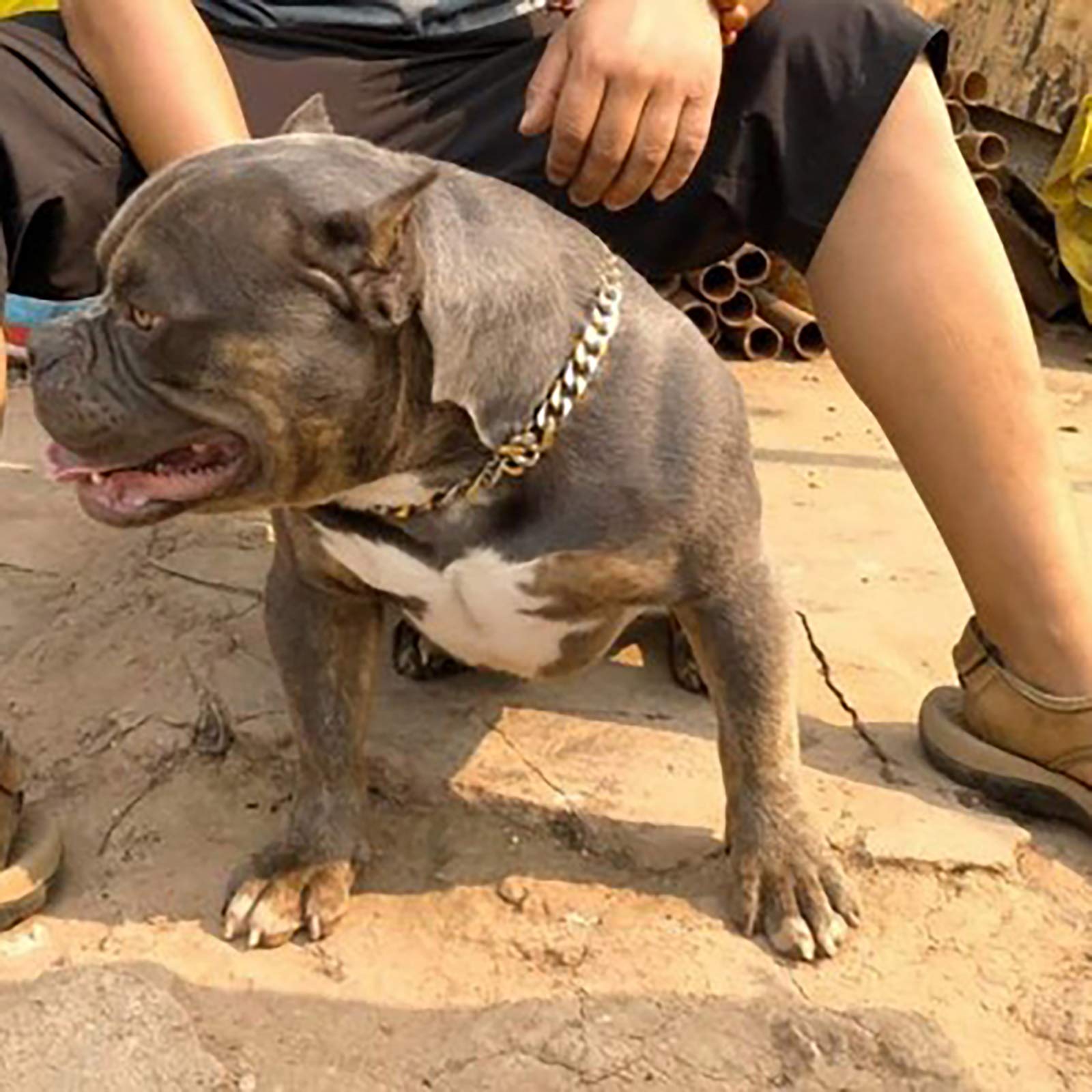 Titanium Steel Tactical Dog Collar for Large & Small Dogs - 19mm Ultra-Wide Stainless Steel P Chain | Explosion-Proof, Durable Punch Design | Perfect for Outdoor Adventures & Training (Black, 60cm)