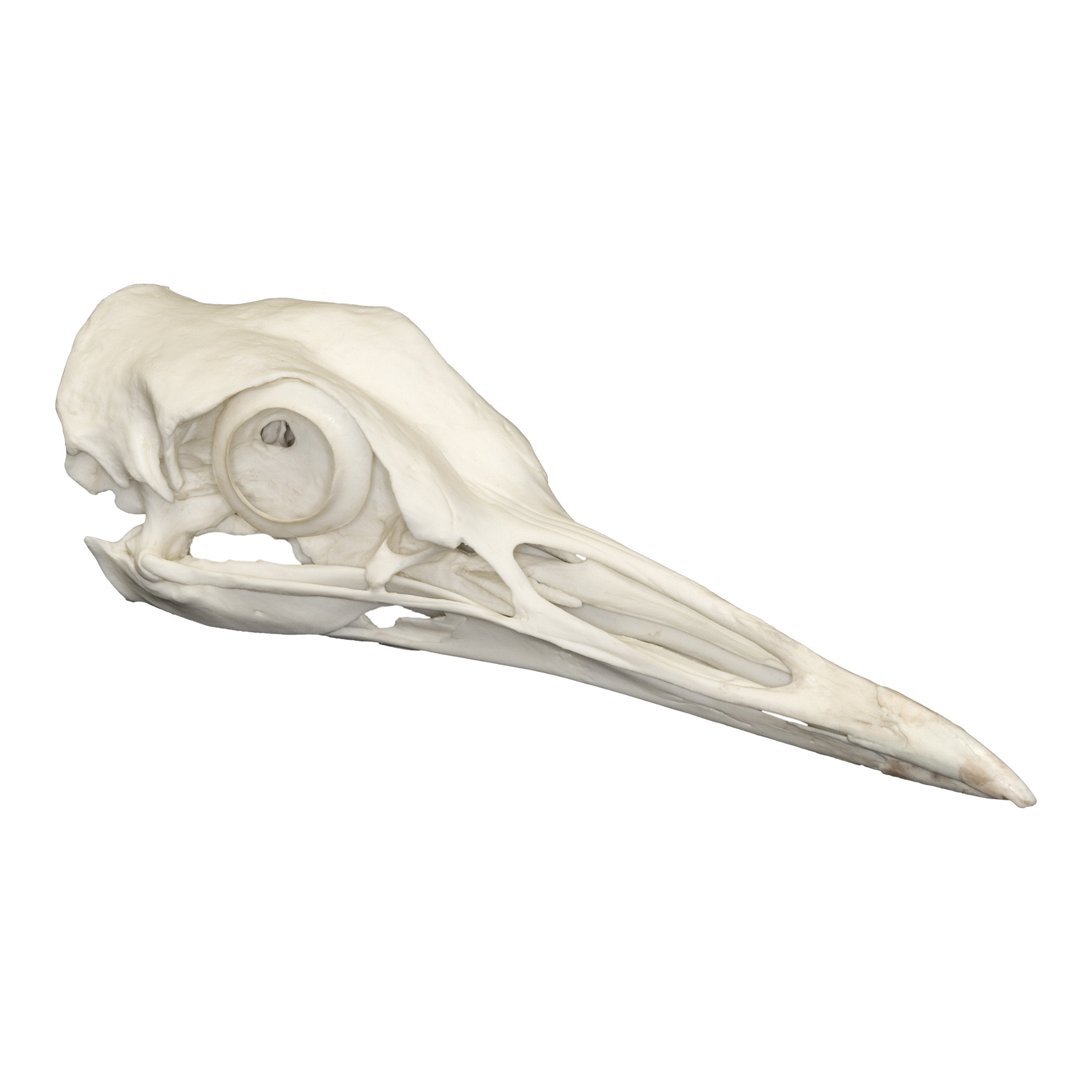 Authentic Replica Kori Bustard Skull - Lifelike Taxidermy Decoration for Home, Office & Cabin Decor | Perfect for Gothic, Hunting Lodge & Nature-Themed Interior Design