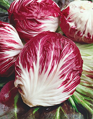 Radicchio Rouge De Verona 100-10,000 Seeds | Premium Red Chicory Seeds for Home Gardening | Bulk Pack of 100 | Perfect for Salads, Garnishes & Organic Gardens