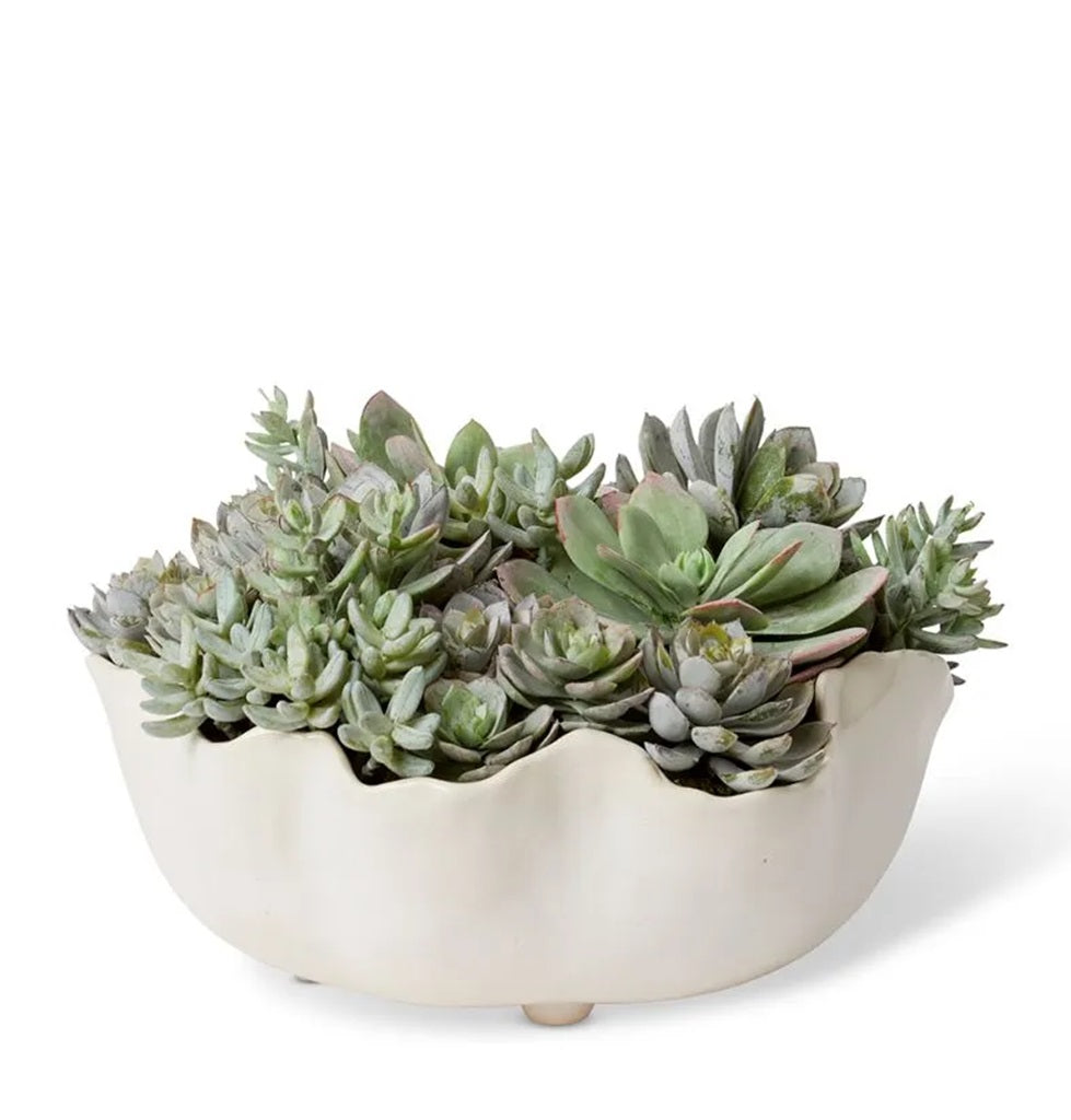 Elme Echeveria & Sedum Mix Succulent Plants in White/Green - 36x30x23cm Ceramic Planter for Home Decor, Office Desk, or Garden Centerpiece