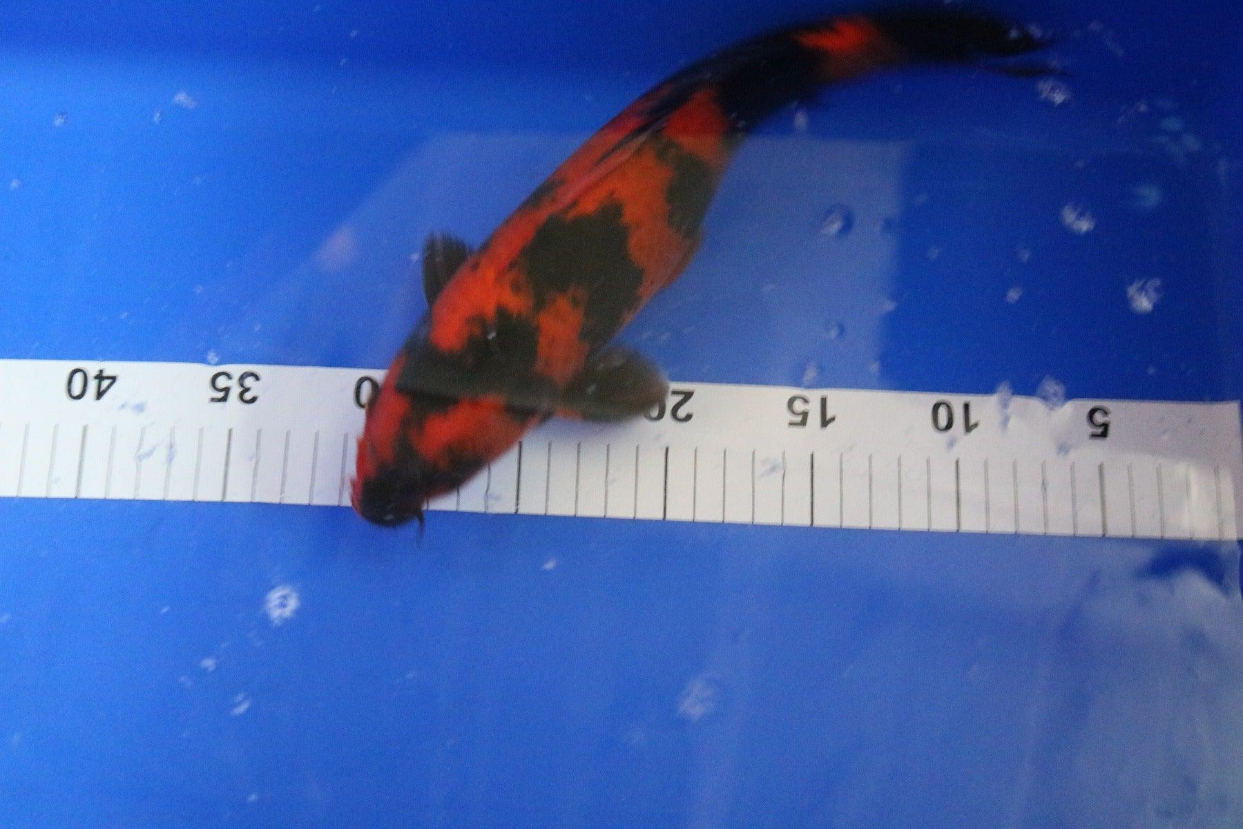 Premium Hi Utsuri Koi Fish - Size 10-12 Inch | High-Quality Japanese Koi for Ponds & Water Gardens | Perfect for Outdoor Decor & Aquatic Landscaping