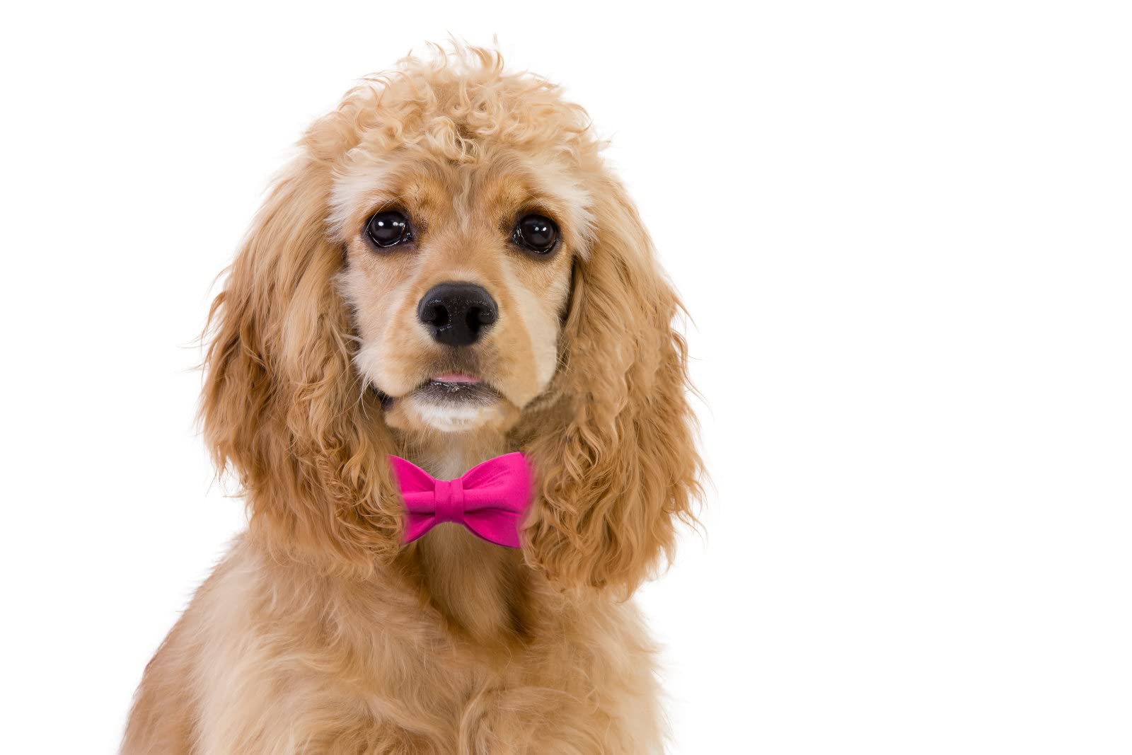 Premium Maca Bates Dog Collar with Adjustable Rose Red Bow Tie - Breakaway Safety Collar for Small, Medium, Large & XL Dogs - Perfect Birthday Gift for Puppies & Pets (Girl/Boy) - Ideal for Parties, Photos & Special Occasions