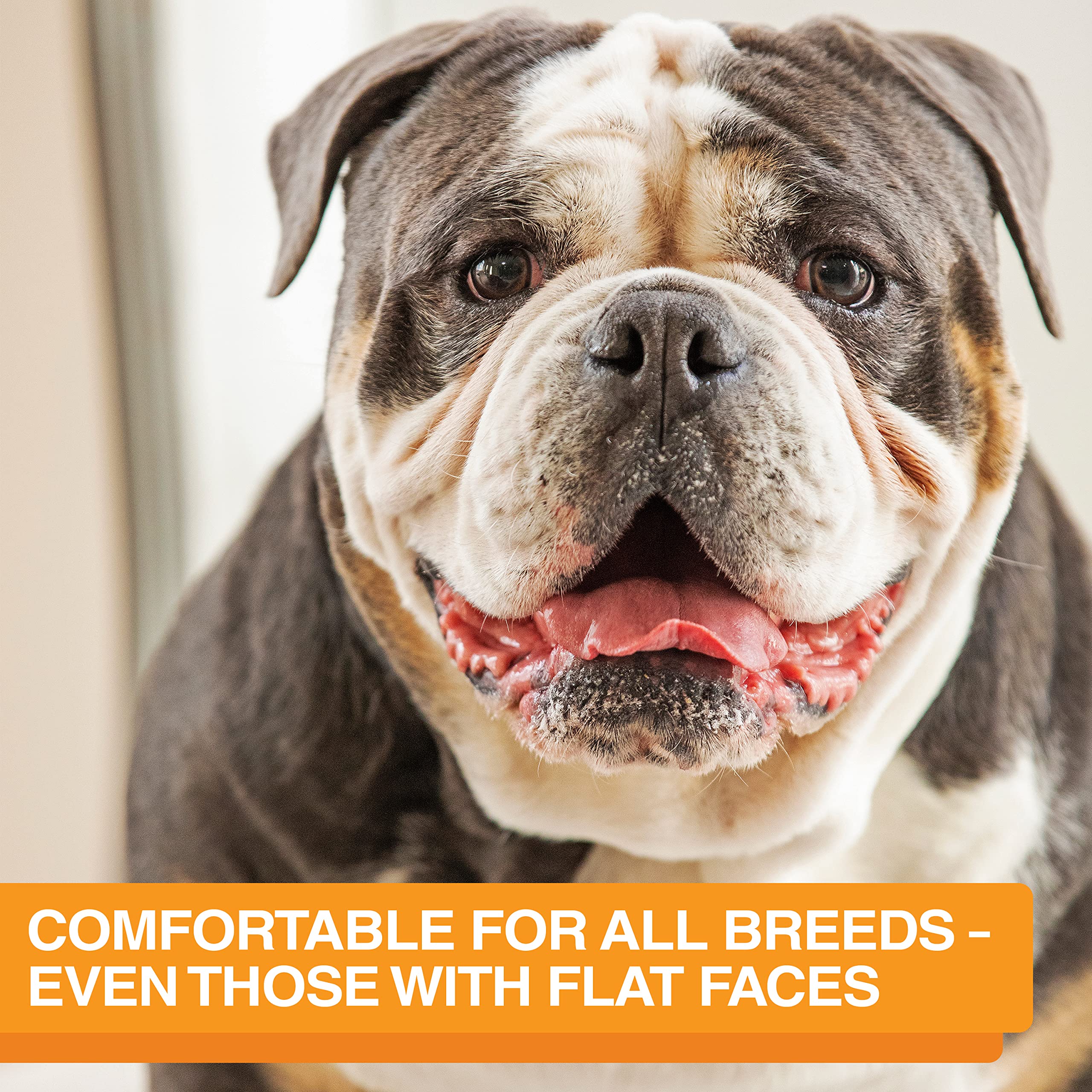Neater Feeder Express No Spill Elevated Dog Bowls for Medium & Large Breeds - Slow Feeder & Water Bowl Set, Black - Made in USA | Anti-Mess Pet Dining Solution for Home, Kitchen or Outdoor Use