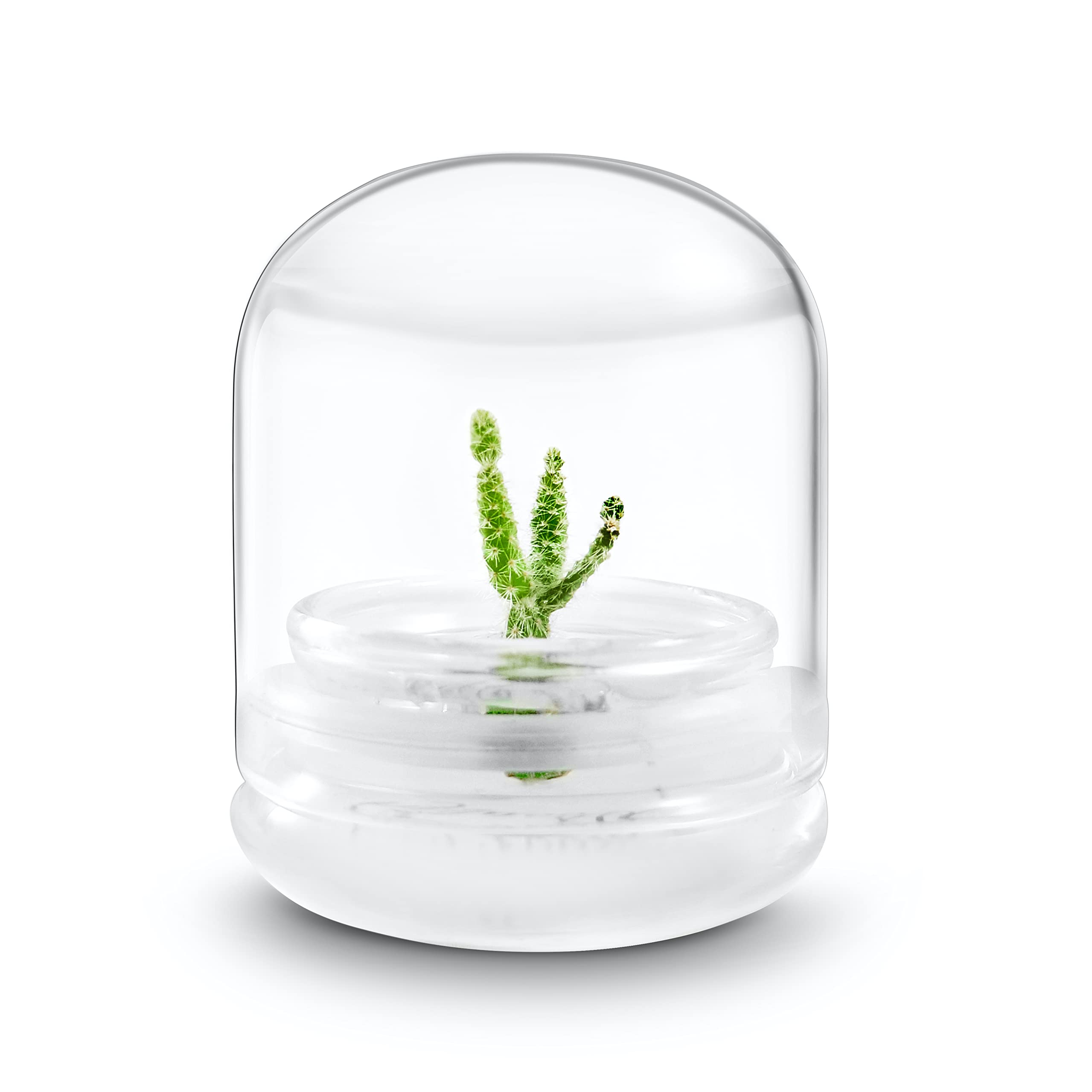 Bloomify Live Bunny Ear Cactus Terrarium - Self-Sustaining Succulent Dome with Opuntia Microdasys - Low Maintenance Home Decor Plant Gift for Office Desk, Living Room & Zen Garden