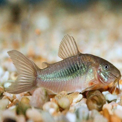 Bronze Corydoras (Corydoras aeneus) - Live Freshwater Aquarium Fish for Tropical Tanks | Perfect for Community Aquariums & Planted Tanks