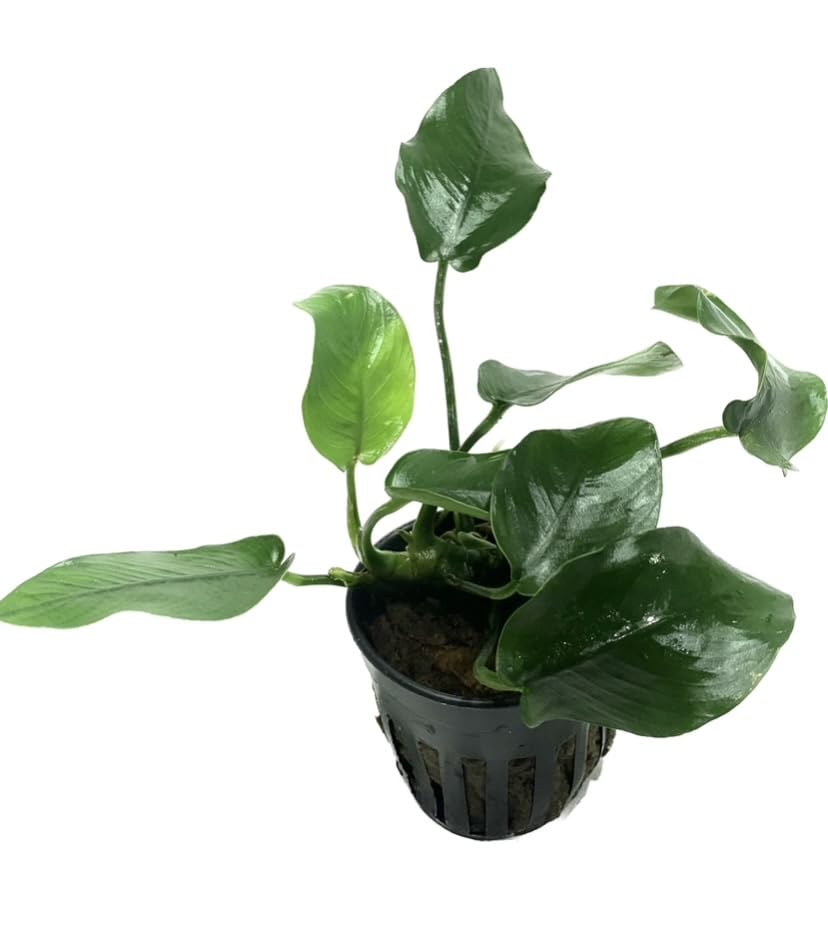 Anubias Barteri Broad Leaf - Easy Live Aquarium Plants for Freshwater Tanks (Buy 2 Get 1 Free) - Perfect for Aquascaping, Fish Tanks & Low-Light Aquatic Environments