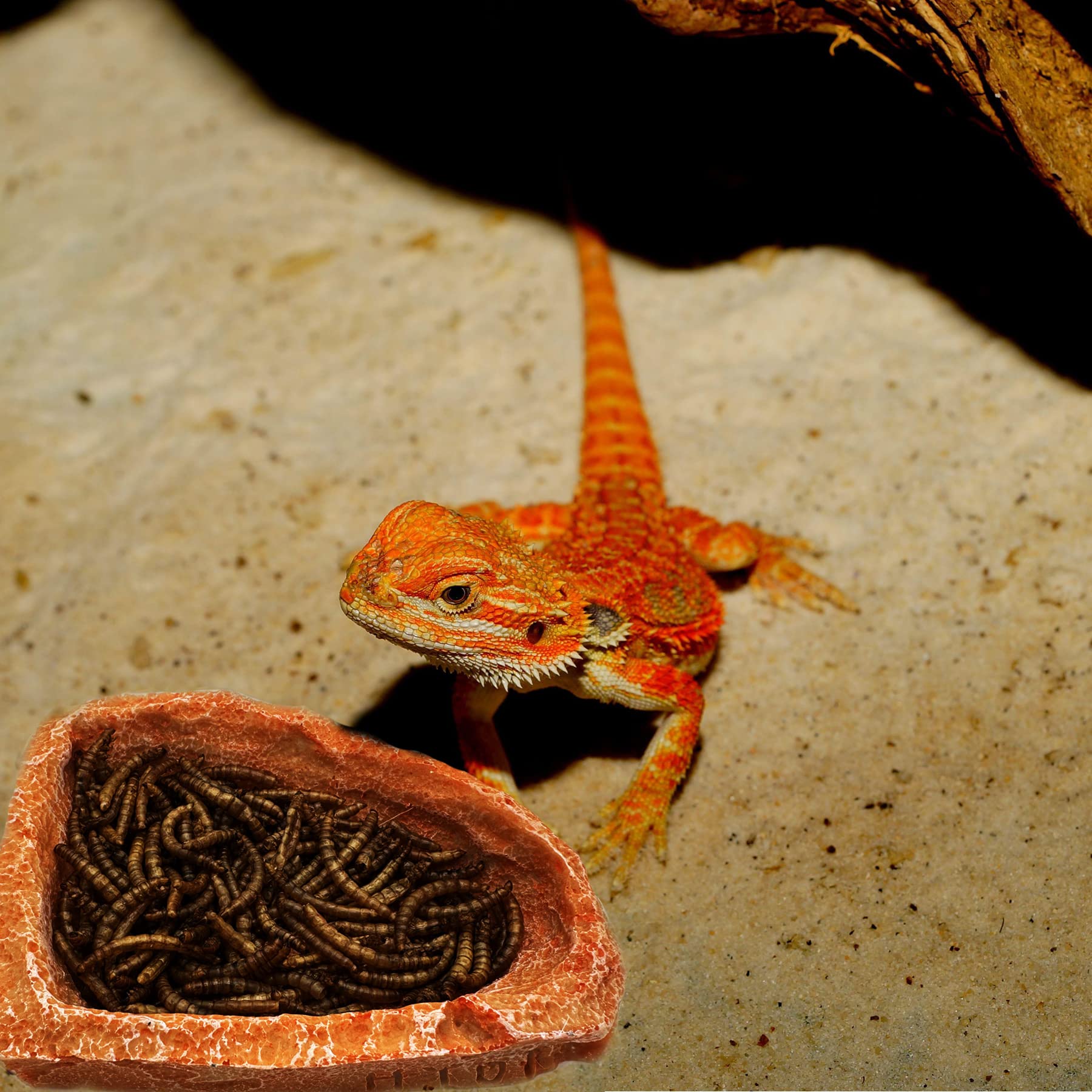 2 Pack Reptile Water & Food Dish - Durable Corner Bowls for Bearded Dragons, Lizards, Geckos, Frogs & Tortoises - Ideal for Terrariums, Habitats & Feeding Stations