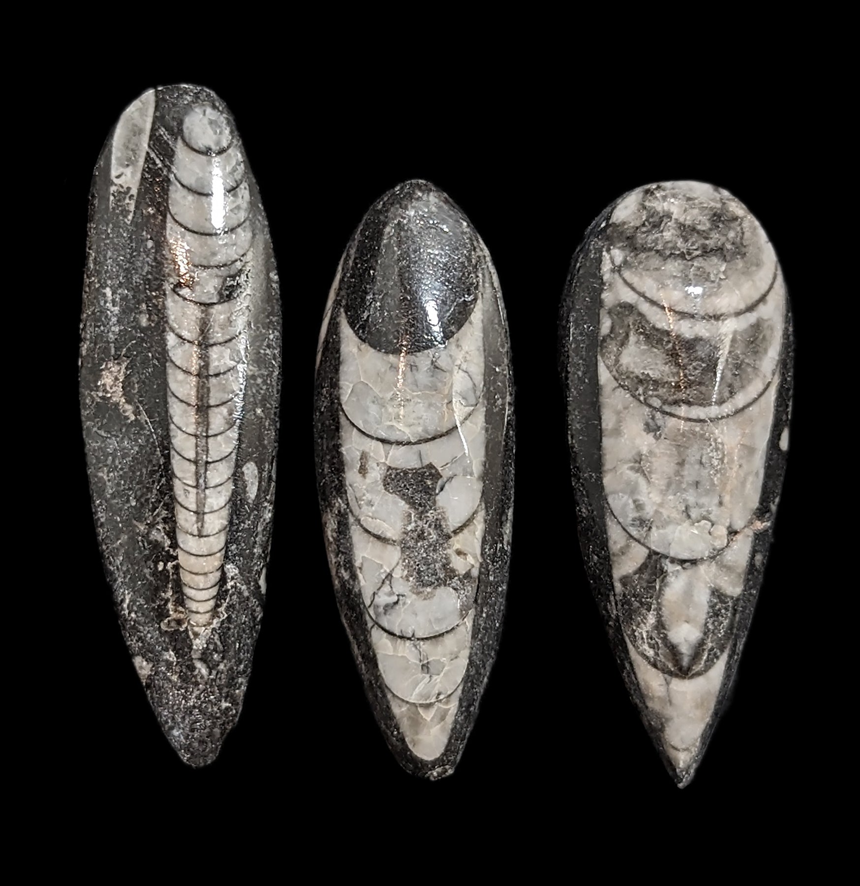 Polished Orthoceras Fossil - Authentic Ancient Marine Fossil for Collectors, Home Decor & Gifts | Perfect for Display, Education & Meditation Spaces