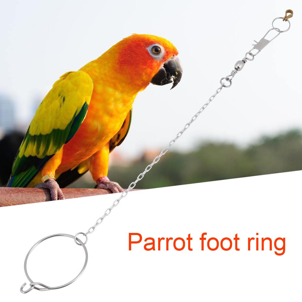 Fdit Stainless Steel Anklet & Ring Toy Set for Pet Parrots - 5.5mm Silver Foot Chain Accessories - Perfect for Training, Playtime & Bird Enrichment Activities