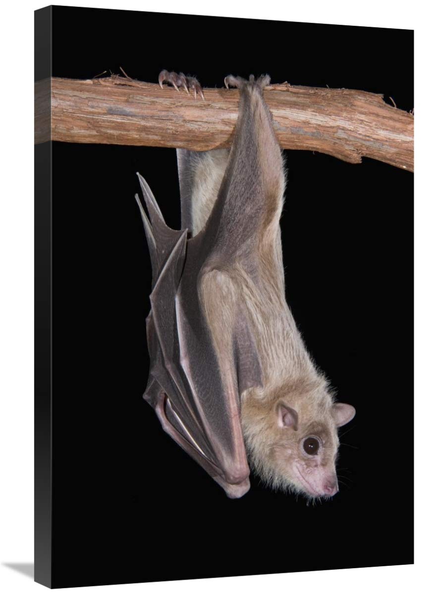 20 x 30 in Egyptian Fruit Bat Roosting Michigan Wildlife Art Print by Steve Gettle - Nature Decor, Bat Lover Gift, Home Office Wall Art