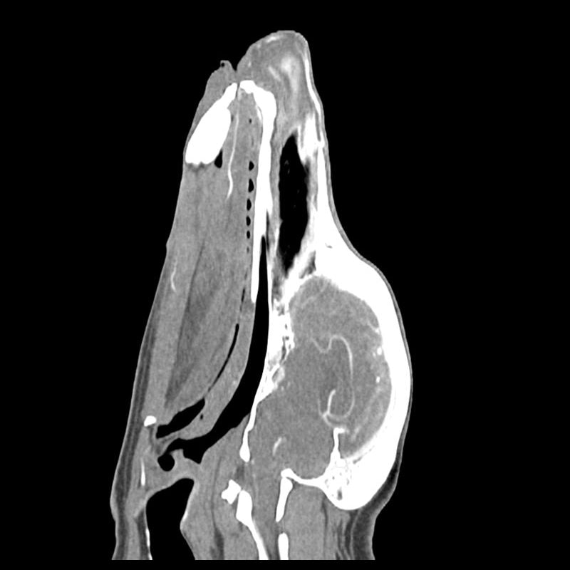 Dog Head Phantom for CT Scan & X-Ray Training - Veterinary Radiology Practice, Medical Education, and Diagnostic Imaging Simulation