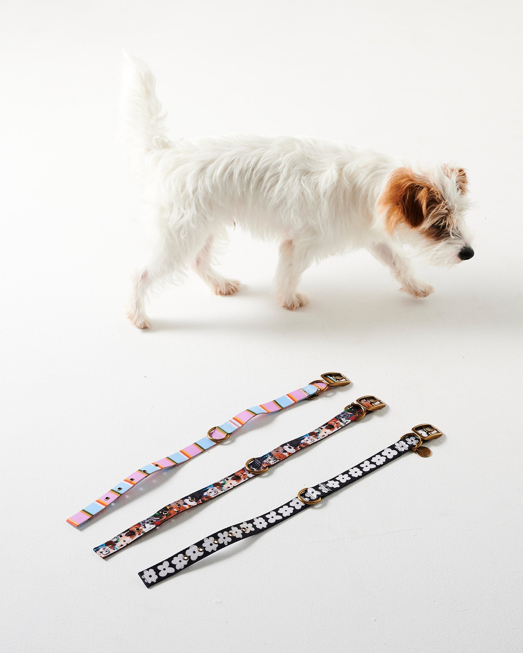 Flower Face Dog Collar - Adjustable Pet Collar with Floral Design for Small & Medium Dogs - Perfect for Walks, Training & Fashion Accessories