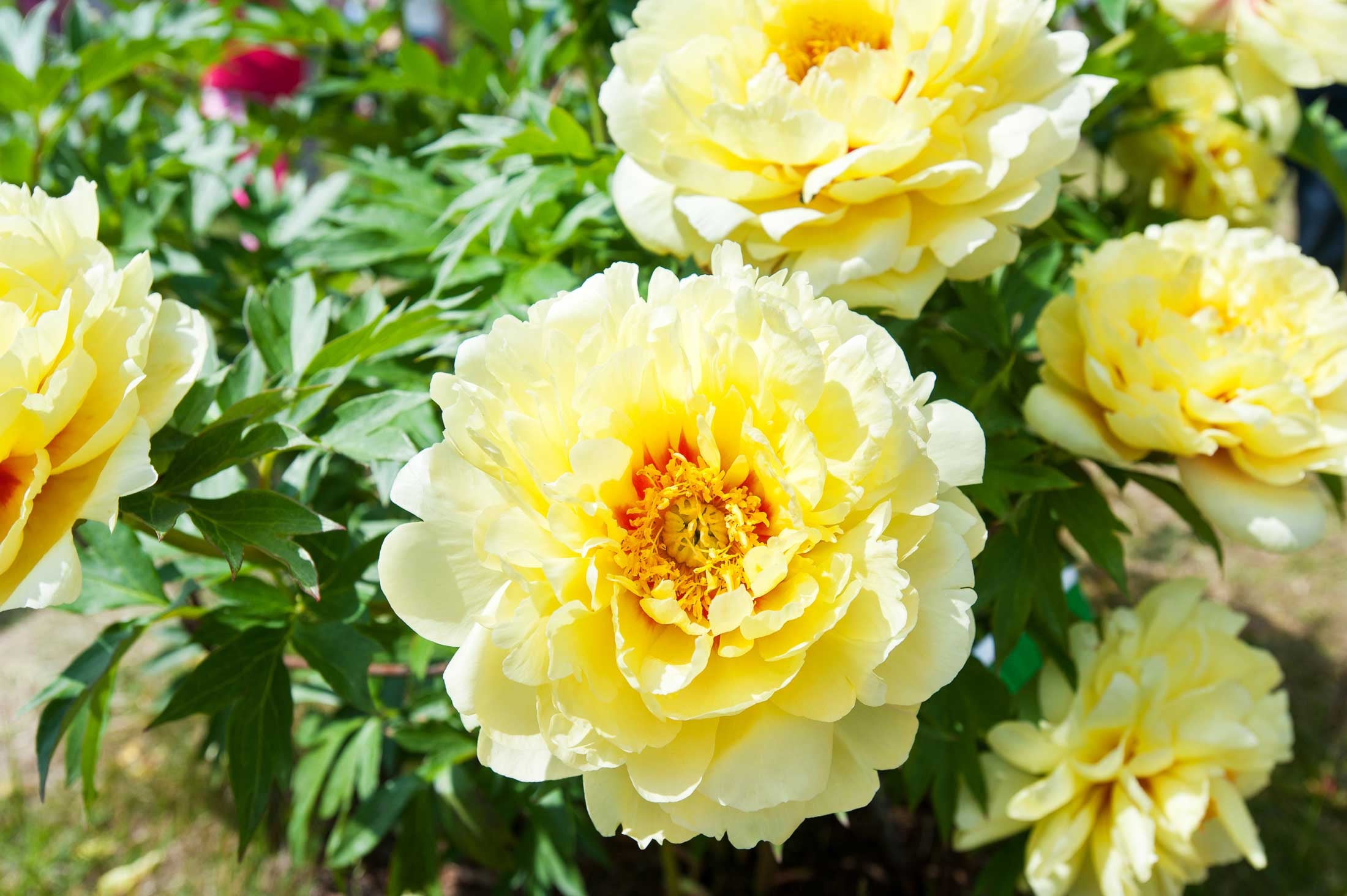Itoh Peony 'Bartzella' - Yellow Hybrid Peony Plant for Garden Landscaping & Cut Flower Arrangements | Perfect for Borders, Containers & Wedding Bouquets
