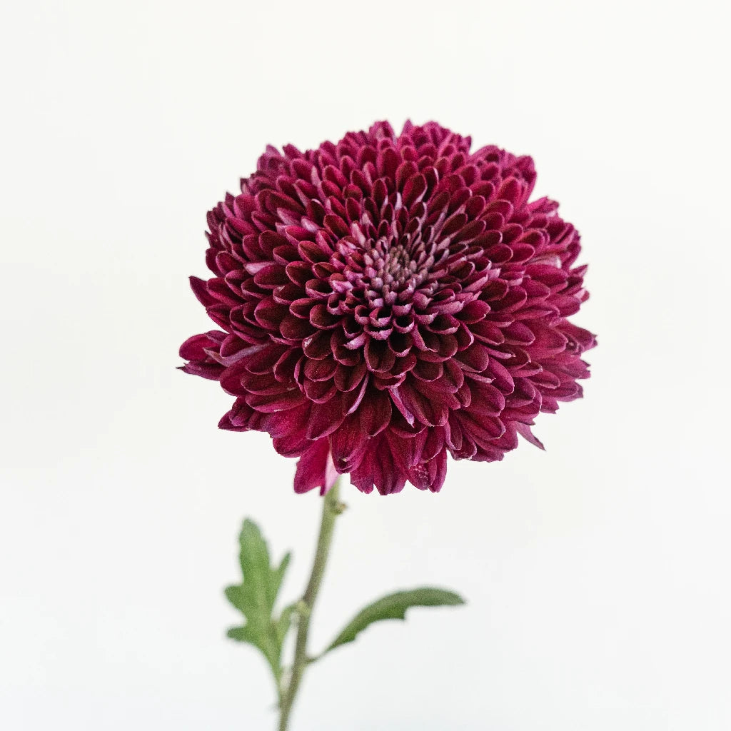 Berry Twist Bahlia Flower - Vibrant Artificial Flowers for Home Decor, Wedding Centerpieces & DIY Crafts
