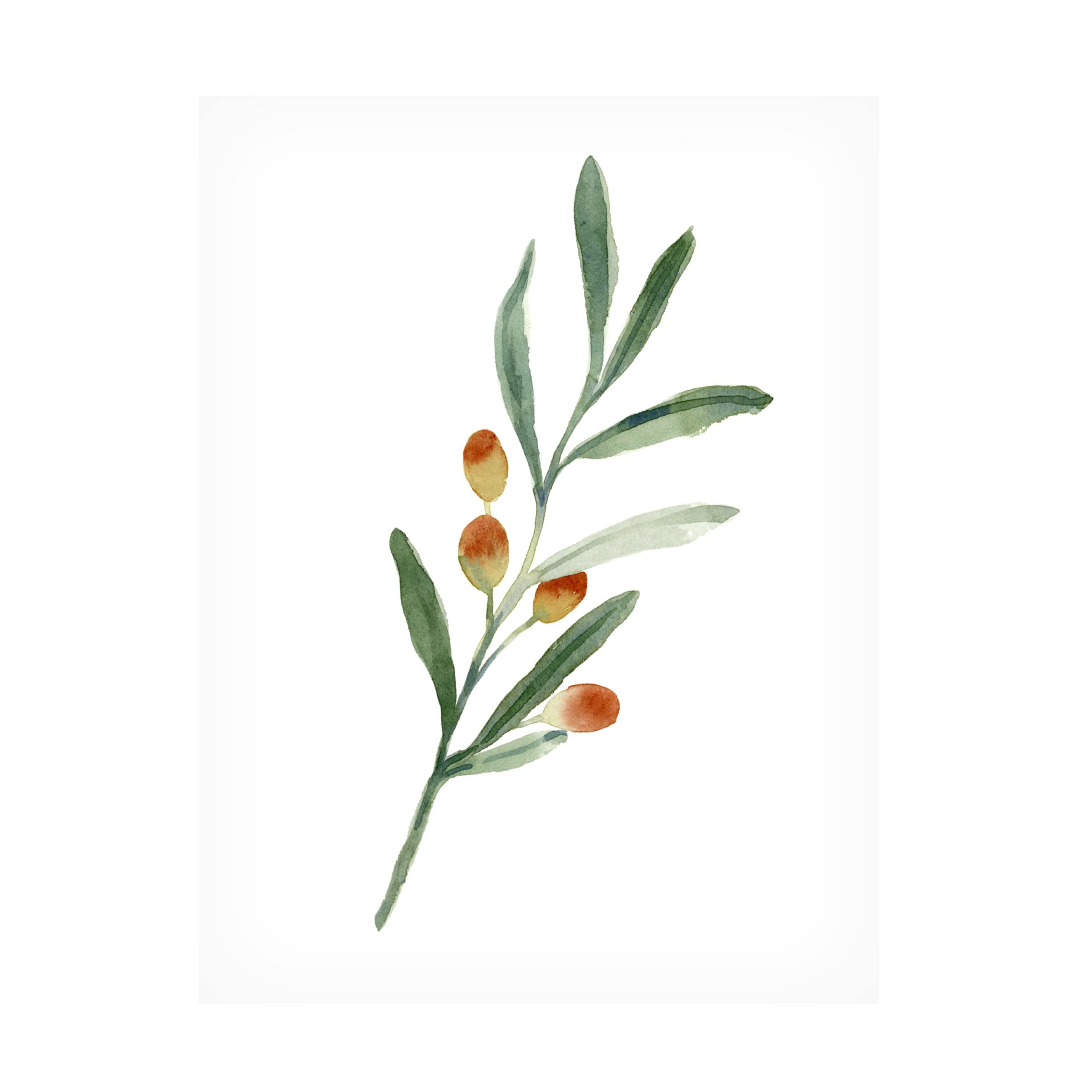 Emma Caroline 'Sweet Olive Branch IV' Canvas Art Print - Modern Botanical Wall Decor for Living Room, Bedroom & Office - Trademark Fine Art