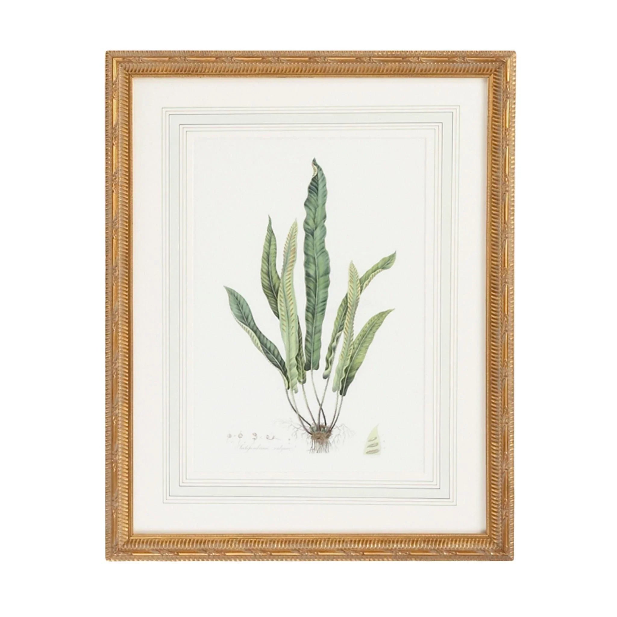 Citrus Ferns IV Gold Framed Wall Art - Botanical Print for Living Room, Bedroom & Office Decor - Nature-Inspired Home Décor
