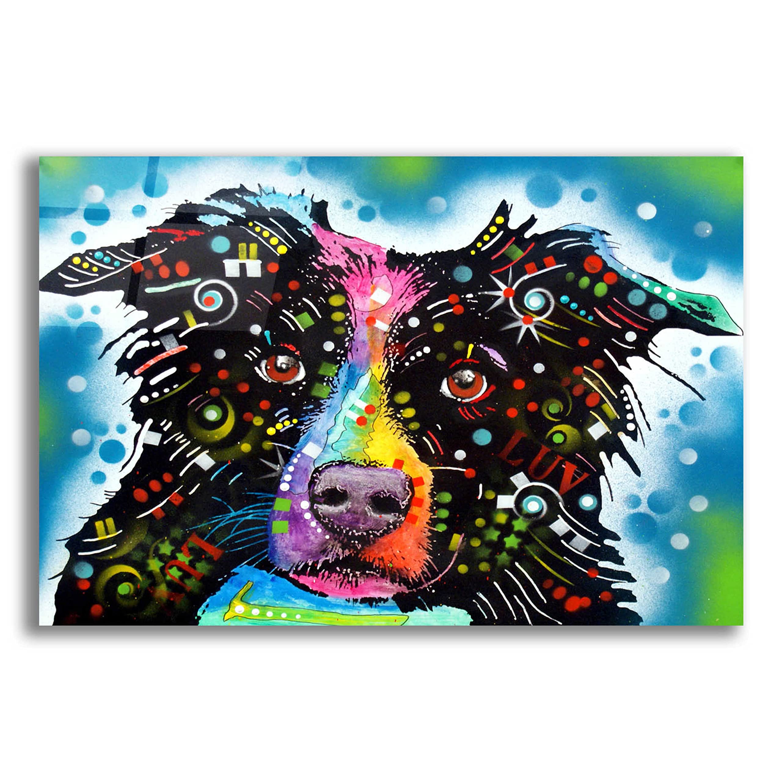 Border Collie 3 by Dean Russo - Vibrant Acrylic Glass Wall Art Print 24x16 Inches - Modern Dog Lover Home Decor for Living Room, Office & Gifts