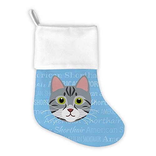 American Shorthair