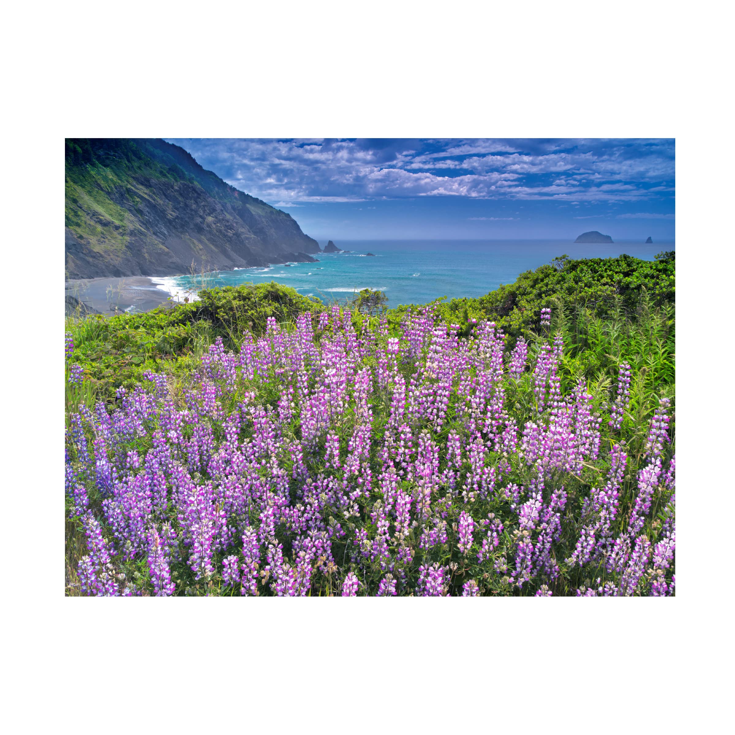 Dennis Frates 'Sea Grass 5' Canvas Wall Art Print - Coastal Beach Decor for Living Room, Bedroom & Office
