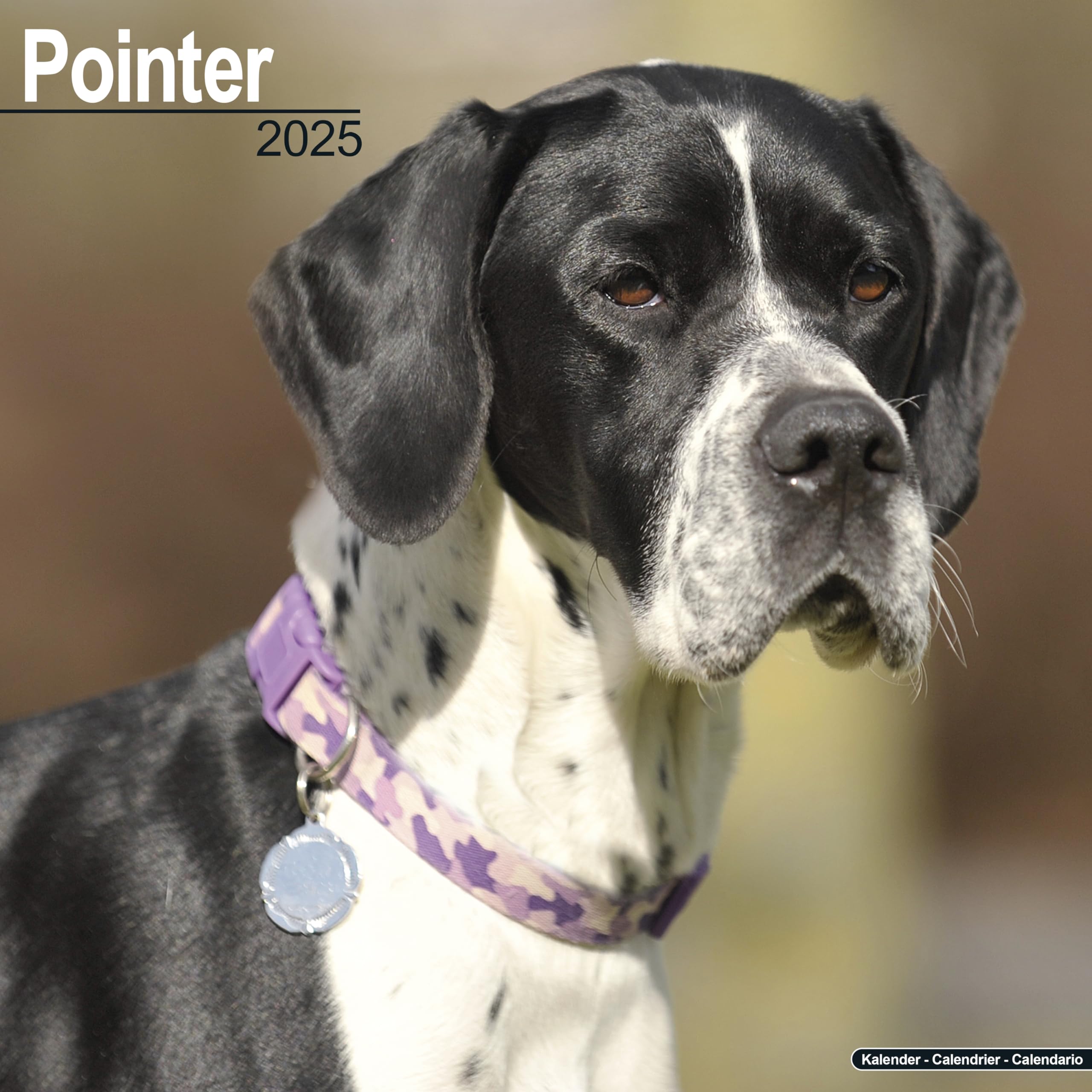 Pointer Dog Breed 2025-2026 Wall Calendar | 16-Month Square Planner for Dog Lovers - Perfect for Home, Office & Gifts