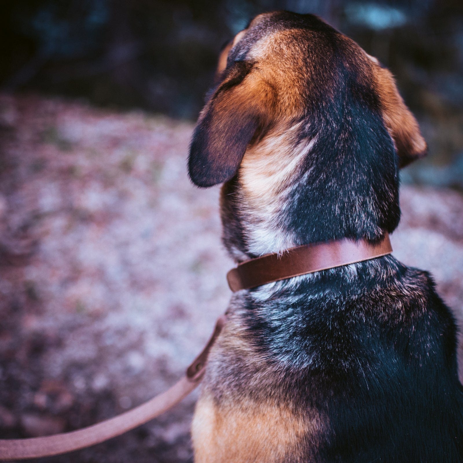 Premium Matching Dog Collar & Leash Set - Natural Leather, Adjustable Pet Walking Accessories for Small Medium Large Dogs - Perfect for Daily Walks, Training & Outdoor Adventures