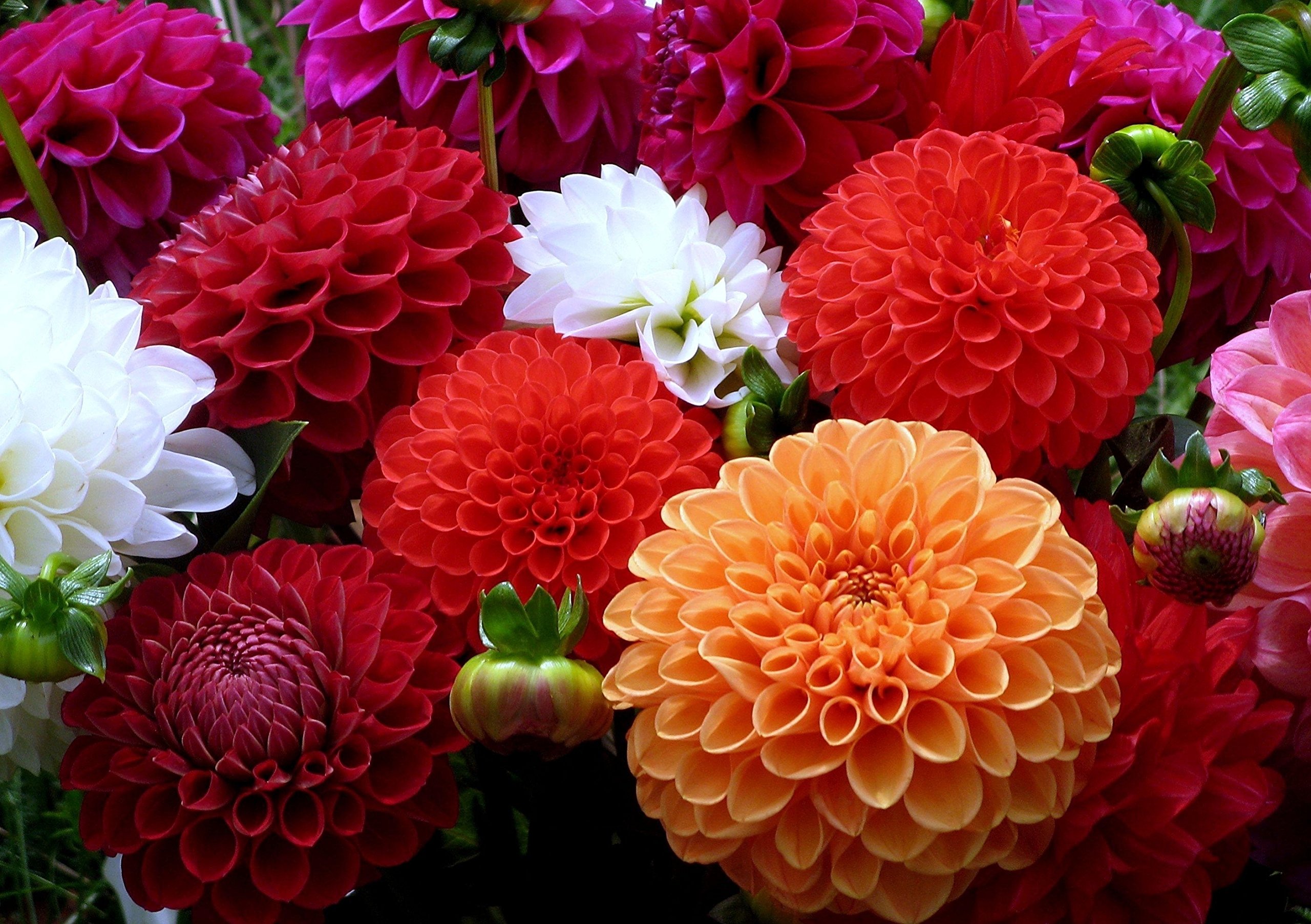 Dahlia Pompon Ball Mix Seeds - Non-GMO Beautiful Annual Flowers for Garden Planting | Perfect for Hanging Baskets, Borders & Cut Flower Arrangements
