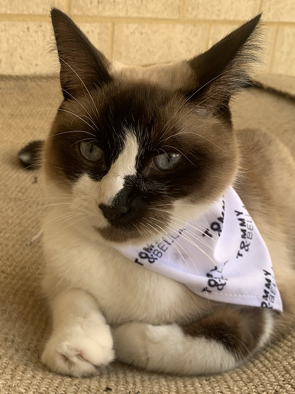 Premium White Cat Bandana with Custom Logo - Soft & Stylish Pet Accessory for Cats - Perfect for Grooming, Photos & Special Occasions