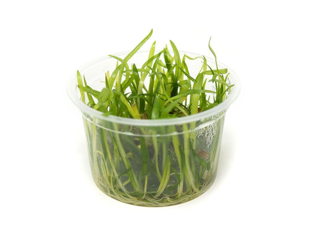 TCulture Sagittaria Subulata (TC Cup) - Dwarf Sagittaria Aquatic Plant for Freshwater Aquariums - Perfect for Foreground Planting in Fish Tanks, Aquascaping & Nano Aquariums